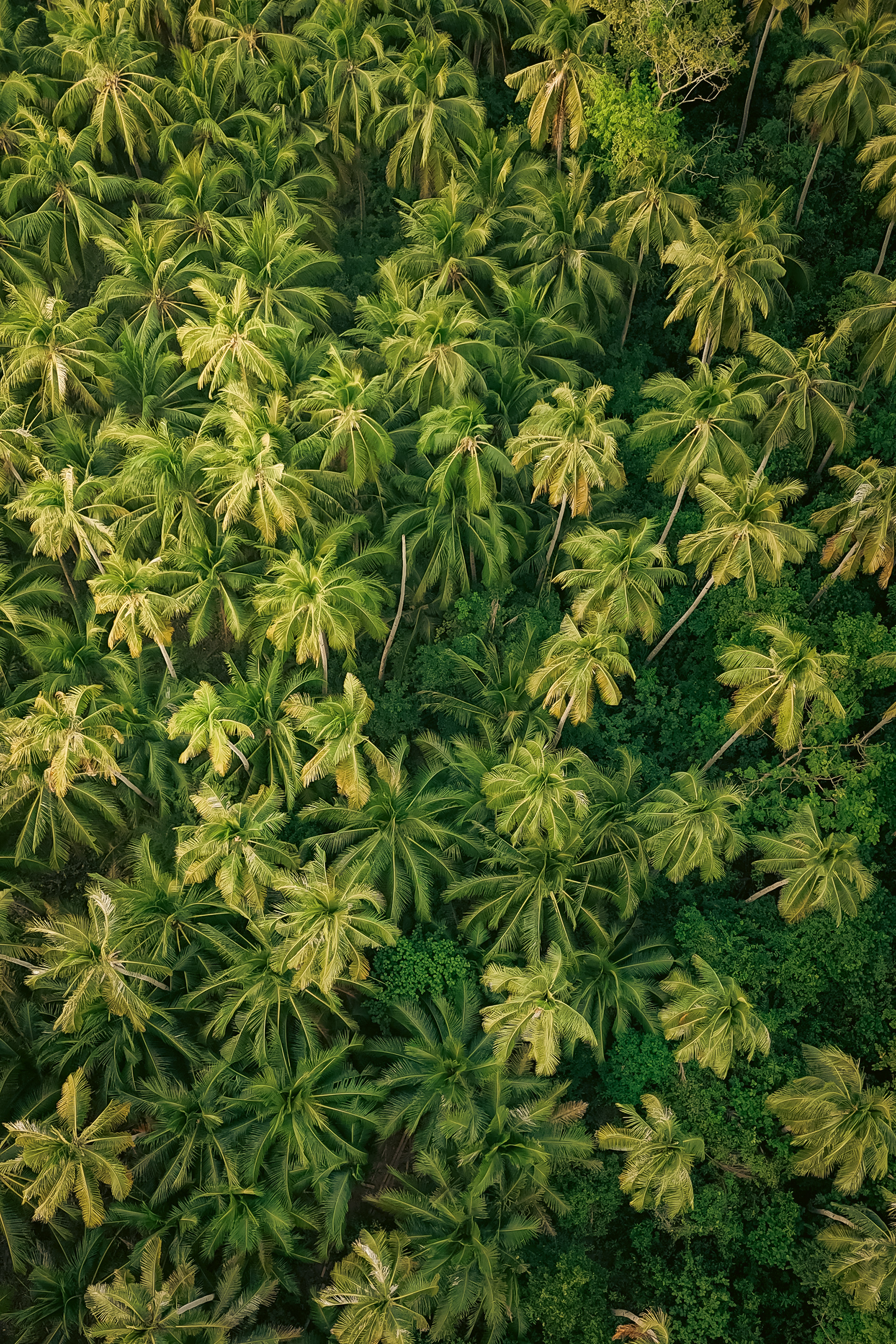 Palm Symphony - Siargao 2025