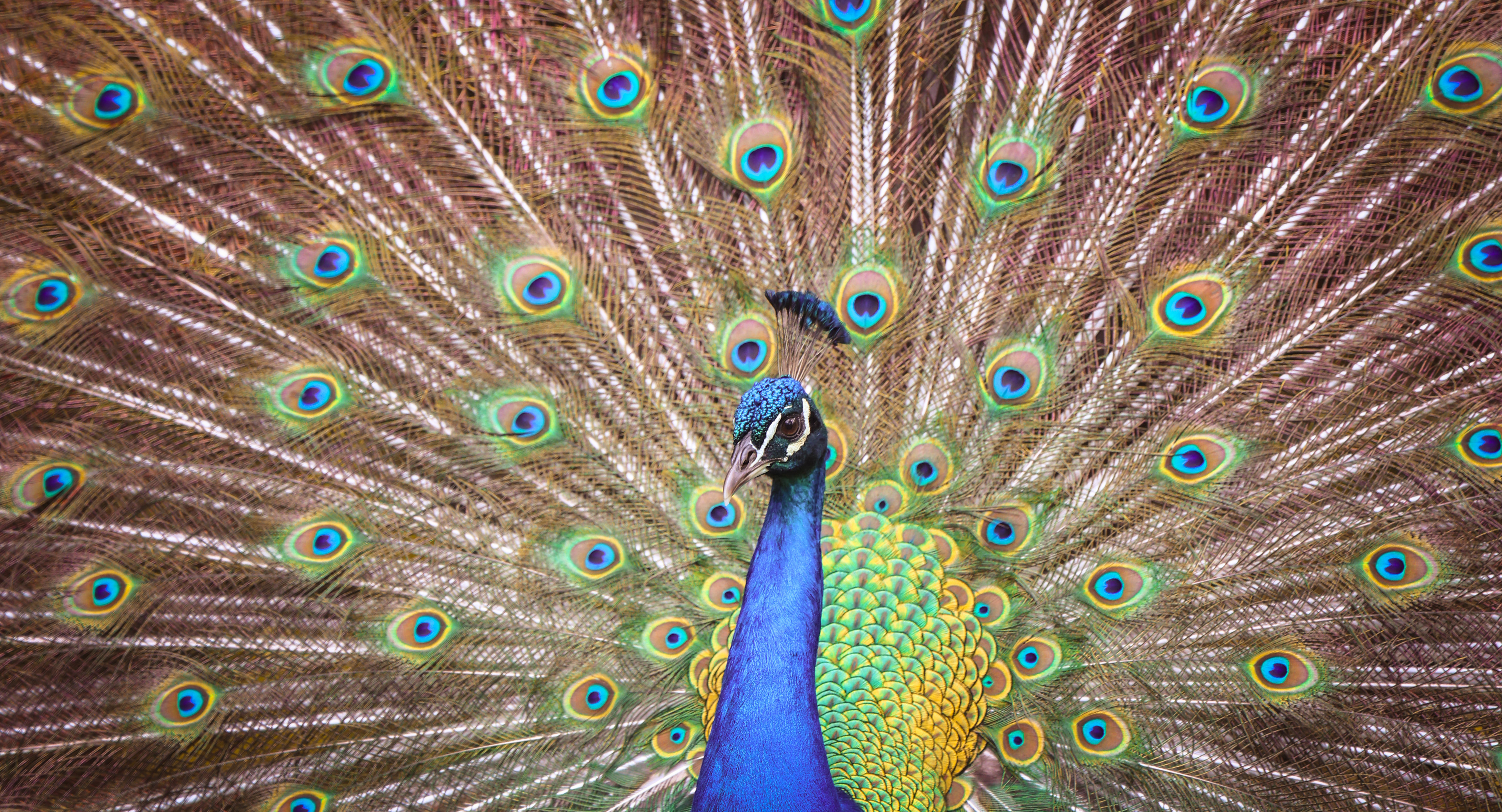 Majesty - Hervey Bay 2024