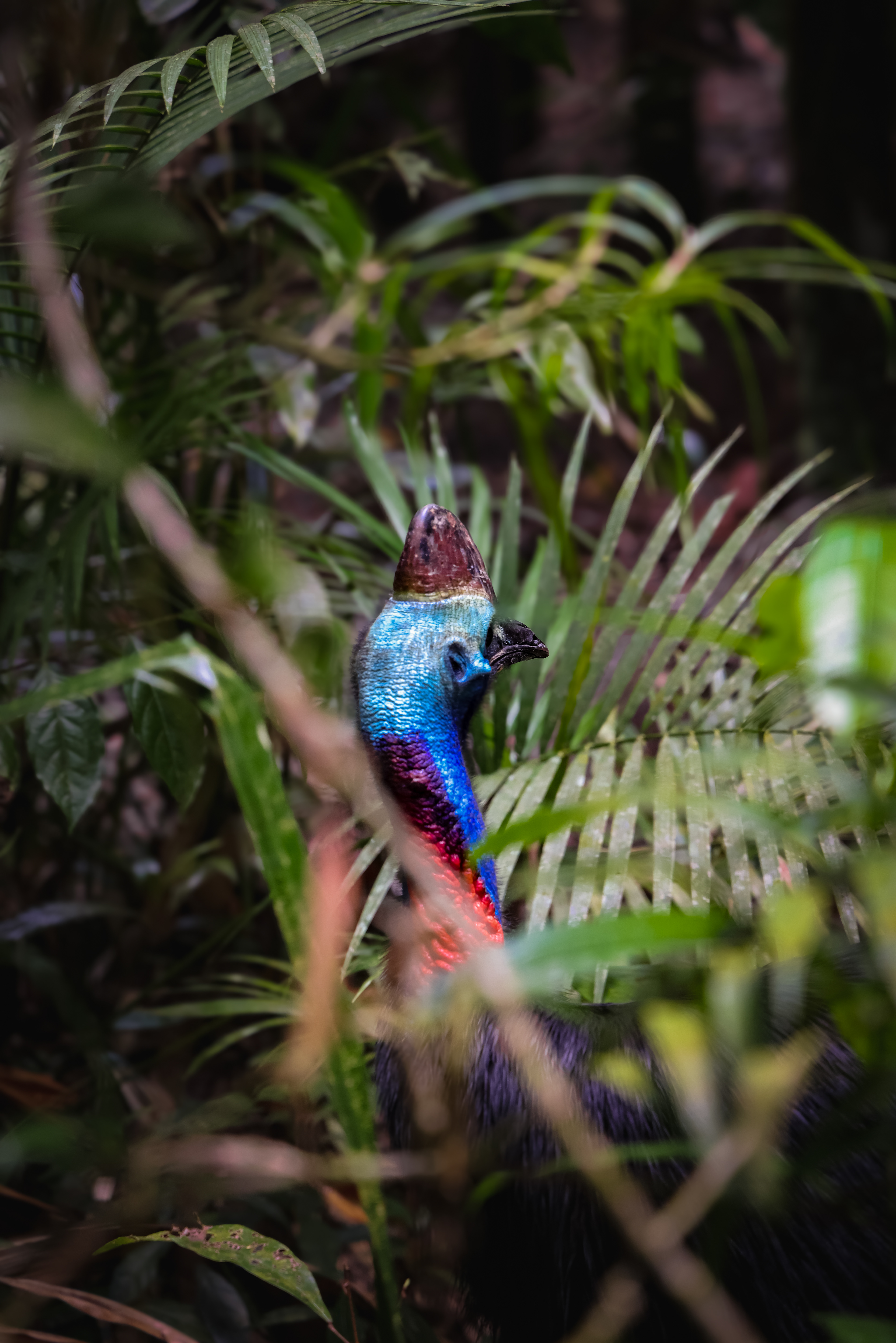 Camouflage - Daintree Rainforest 2024