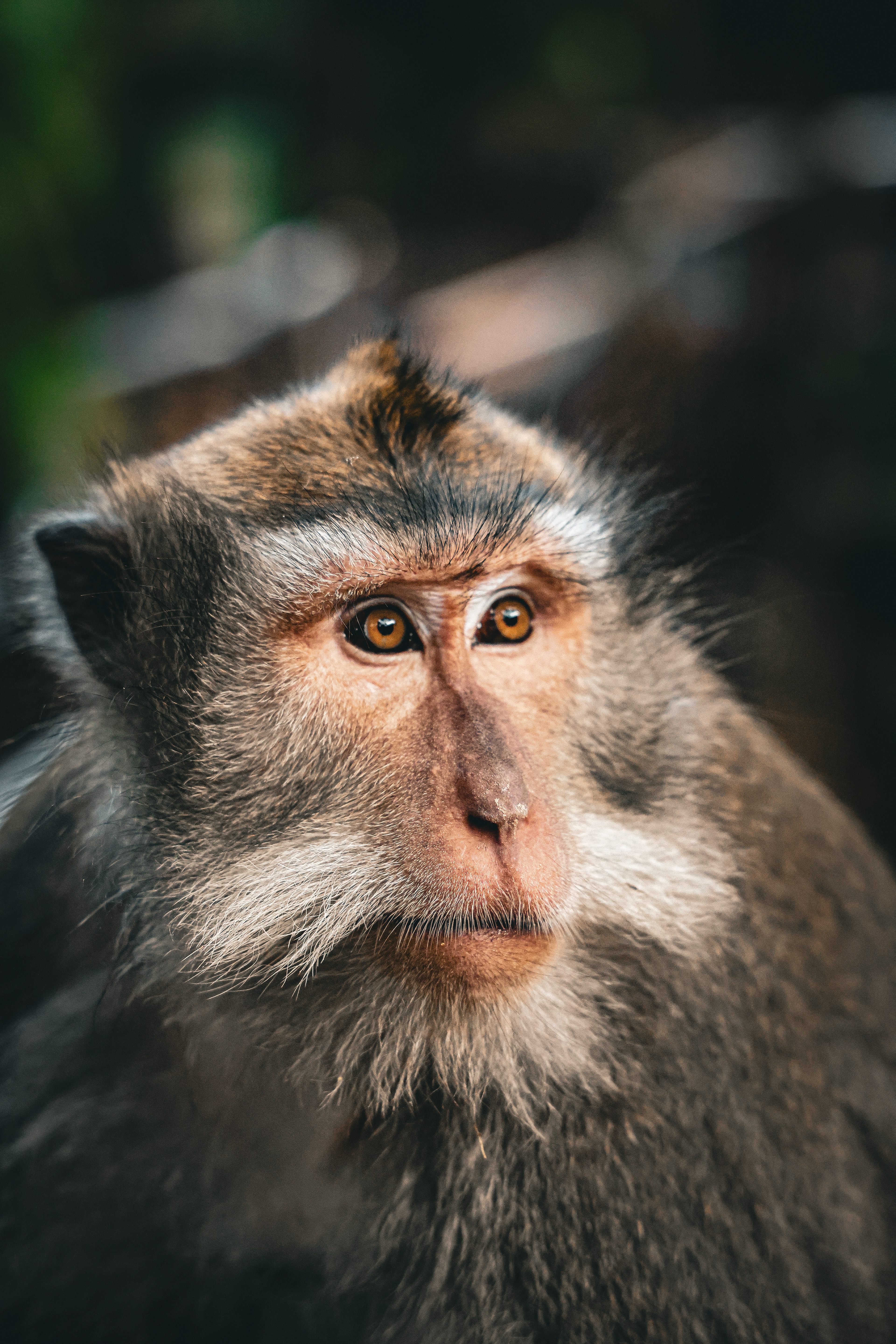 Eyes That Remember - Ubud 2024