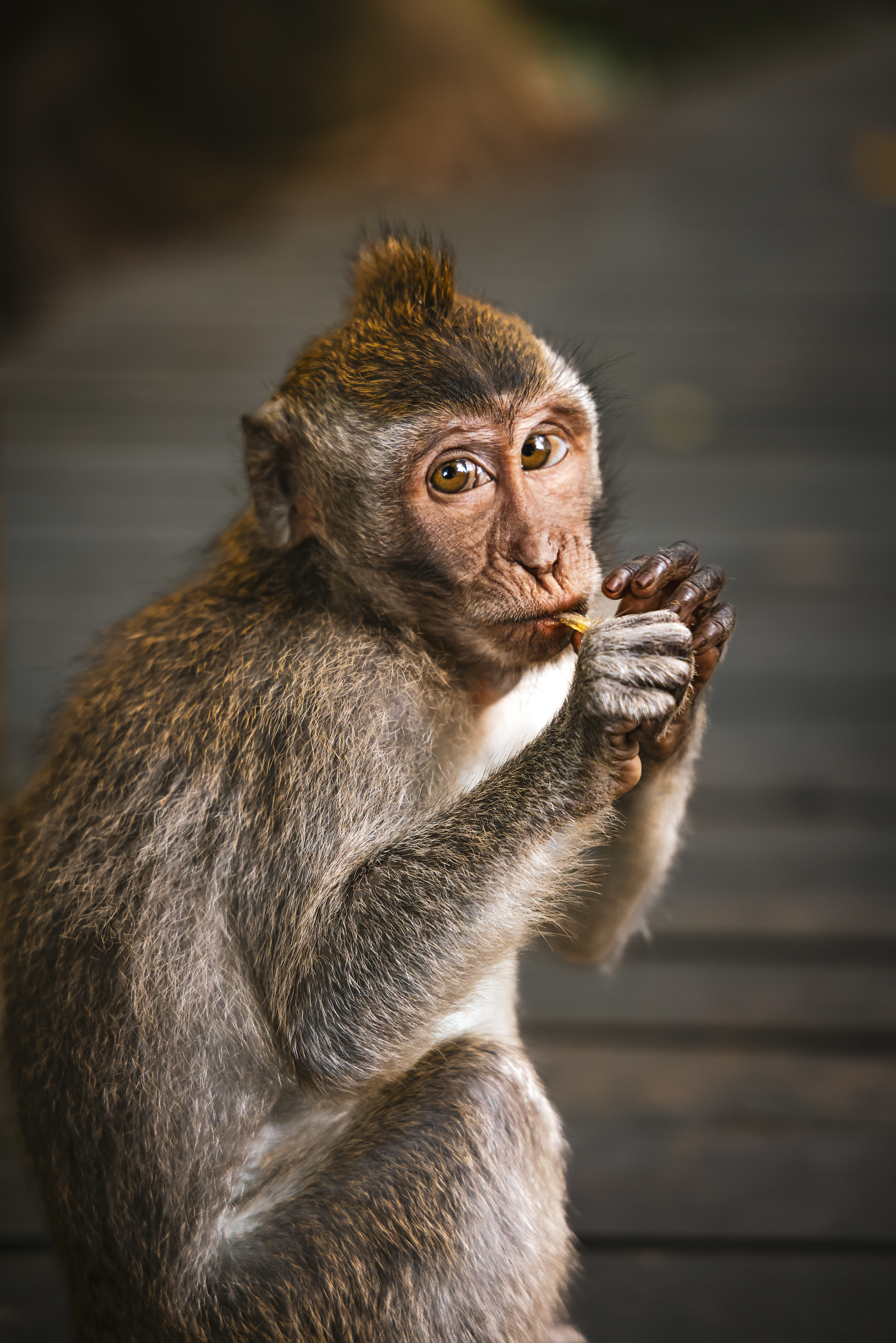 Quiet Instinct - Ubud 2024