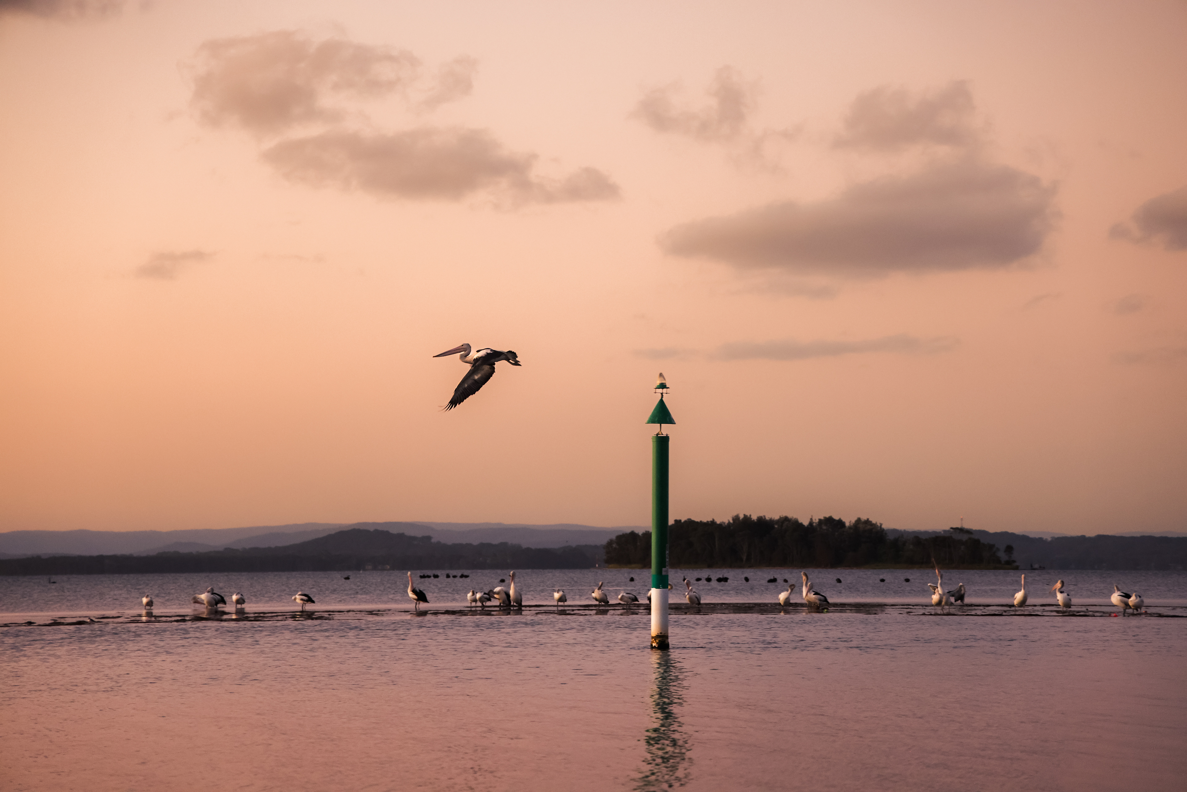 Suspended - Central Coast 2025