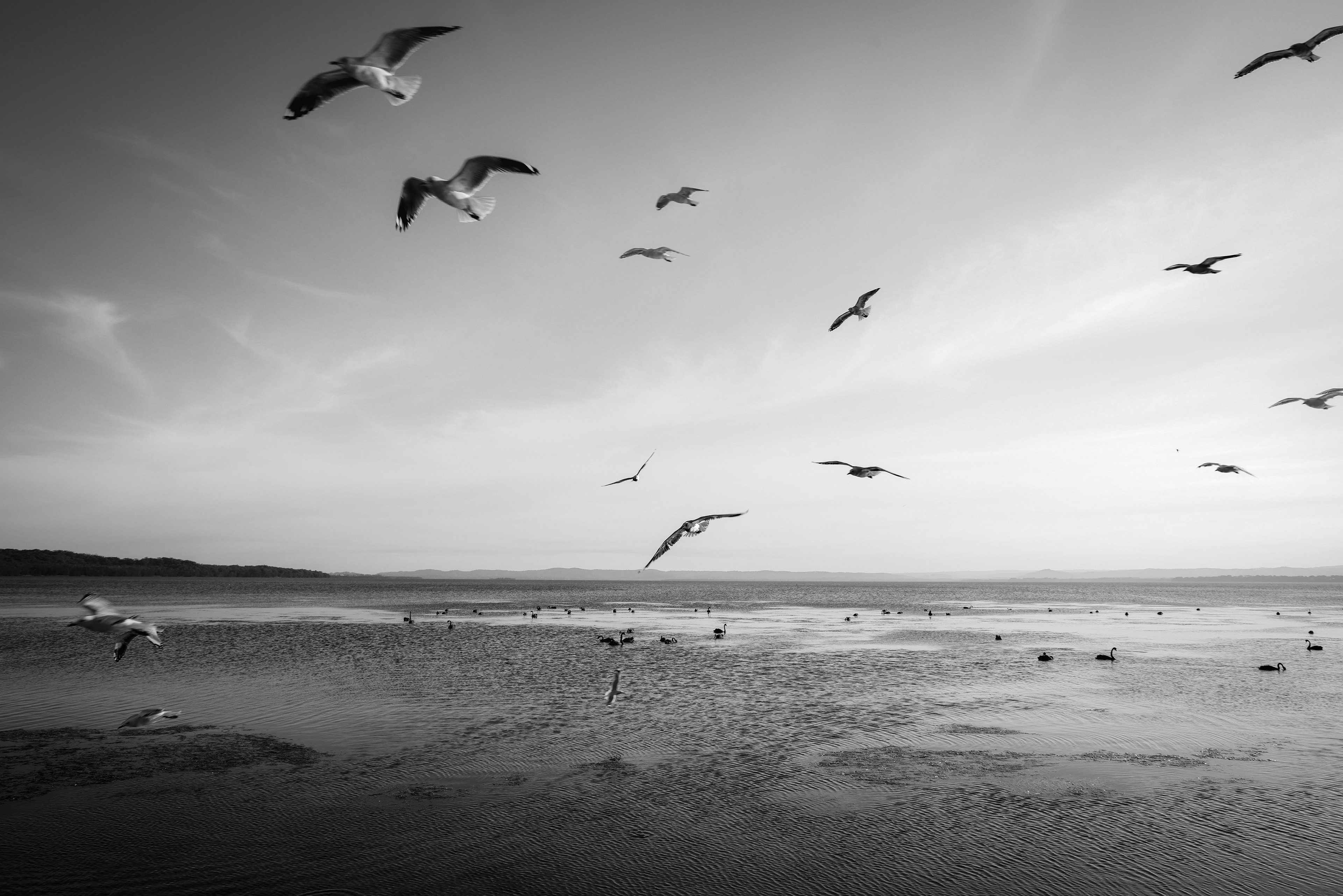 The Dance of the Seagulls - Central Coast 2025