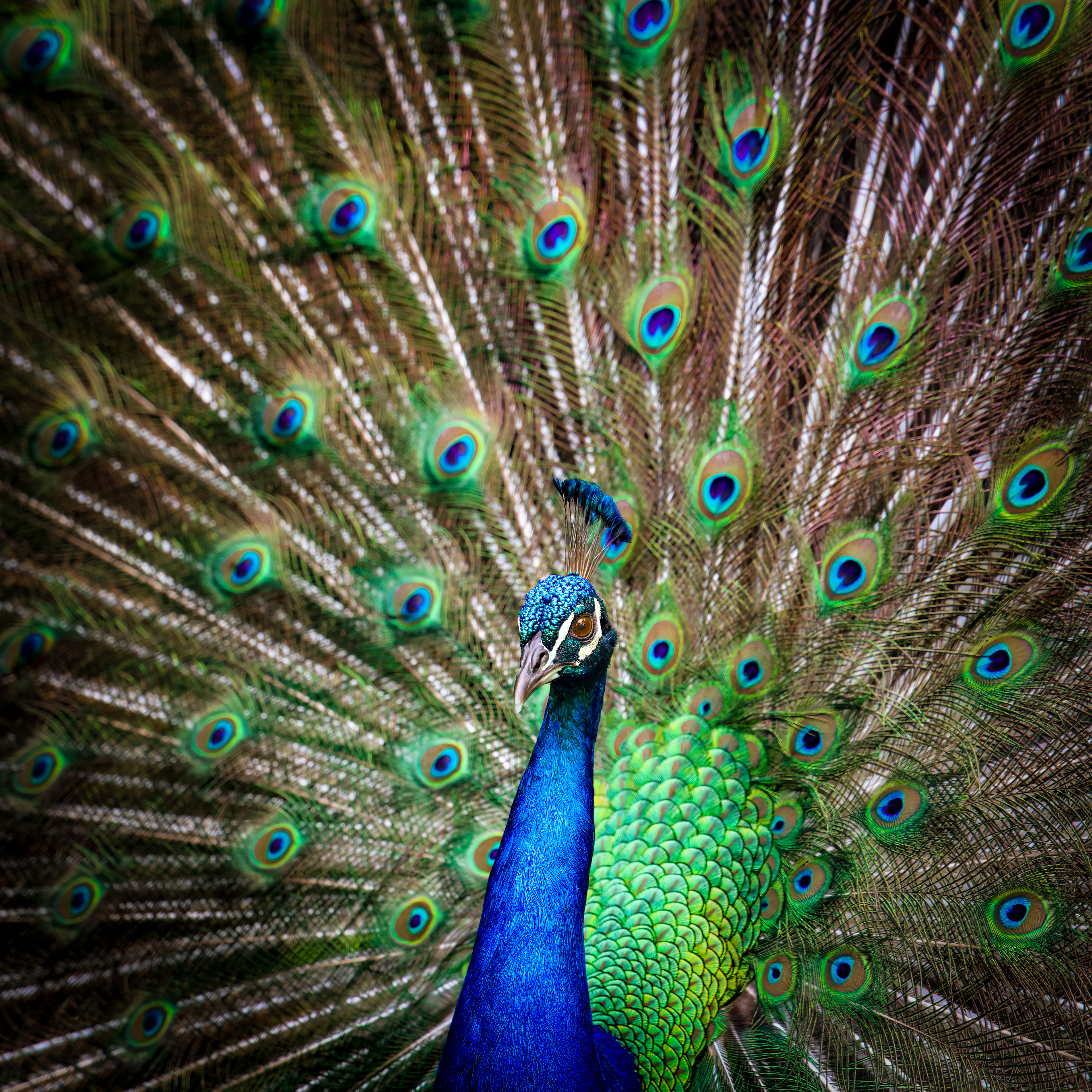 Hidden Splendour - Hervey Bay 2024