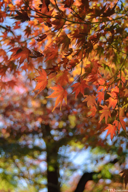 等々力不動尊 明王院　2024/11/23　Nikon D200  AI AF Zoom-Nikkor 18-35mm f/3.5-4.5D IF-ED