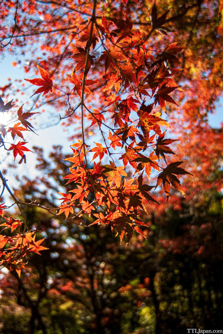 等々力不動尊 明王院　2024/11/23　Nikon D200  AI AF Zoom-Nikkor 18-35mm f/3.5-4.5D IF-ED