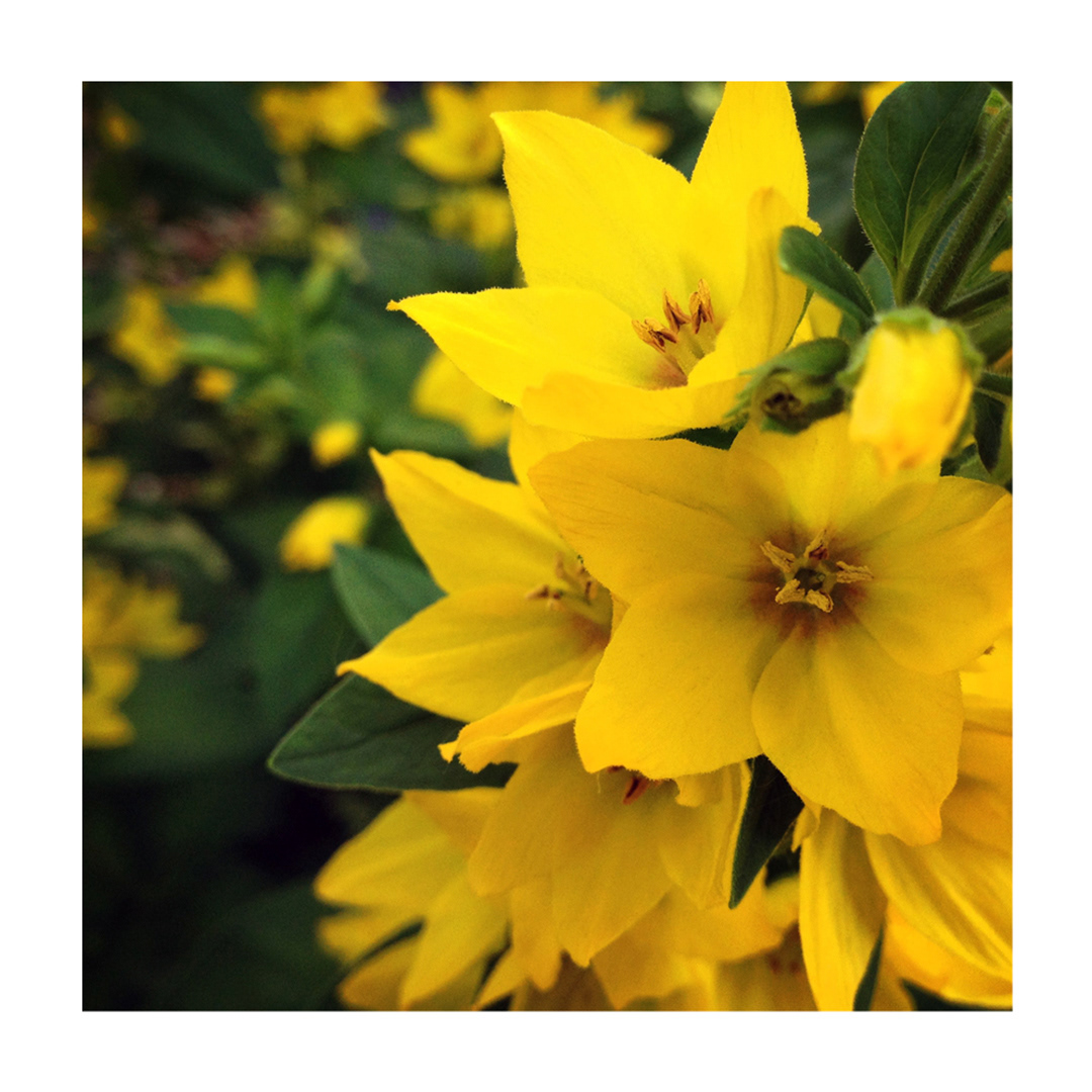 Yellow Loosestrife, Milwaukee, WI