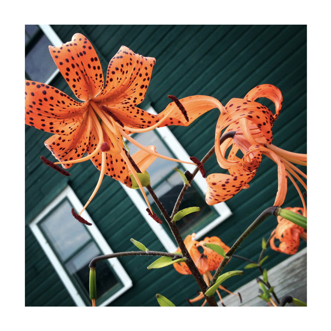 Fishing Village Tiger Lily, Two Rivers, WI