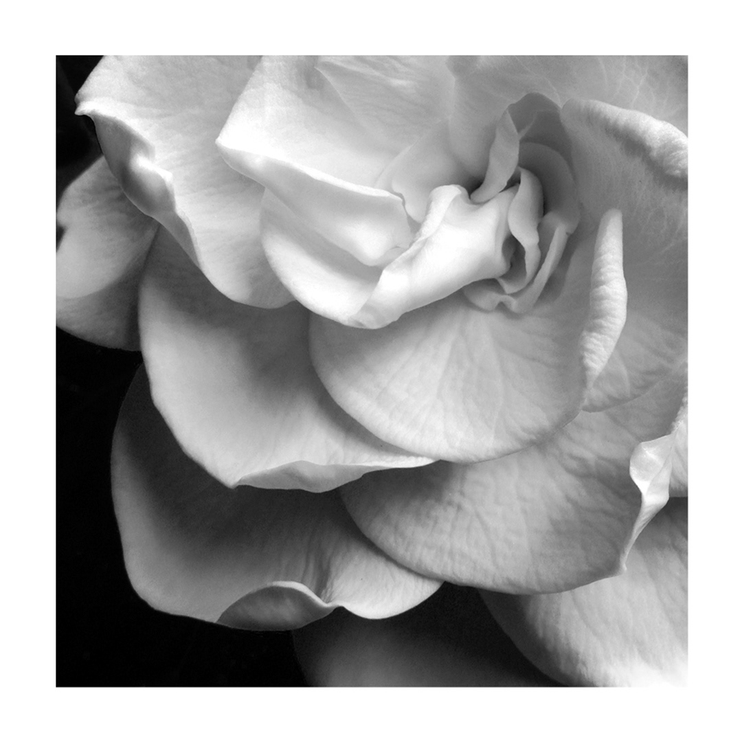 Gardenia, Knowlton, WI
