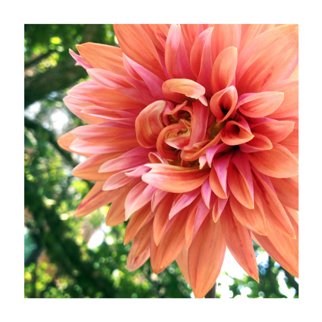 Spider Dahlia Hybrid at Purdue, West Lafayette, IN