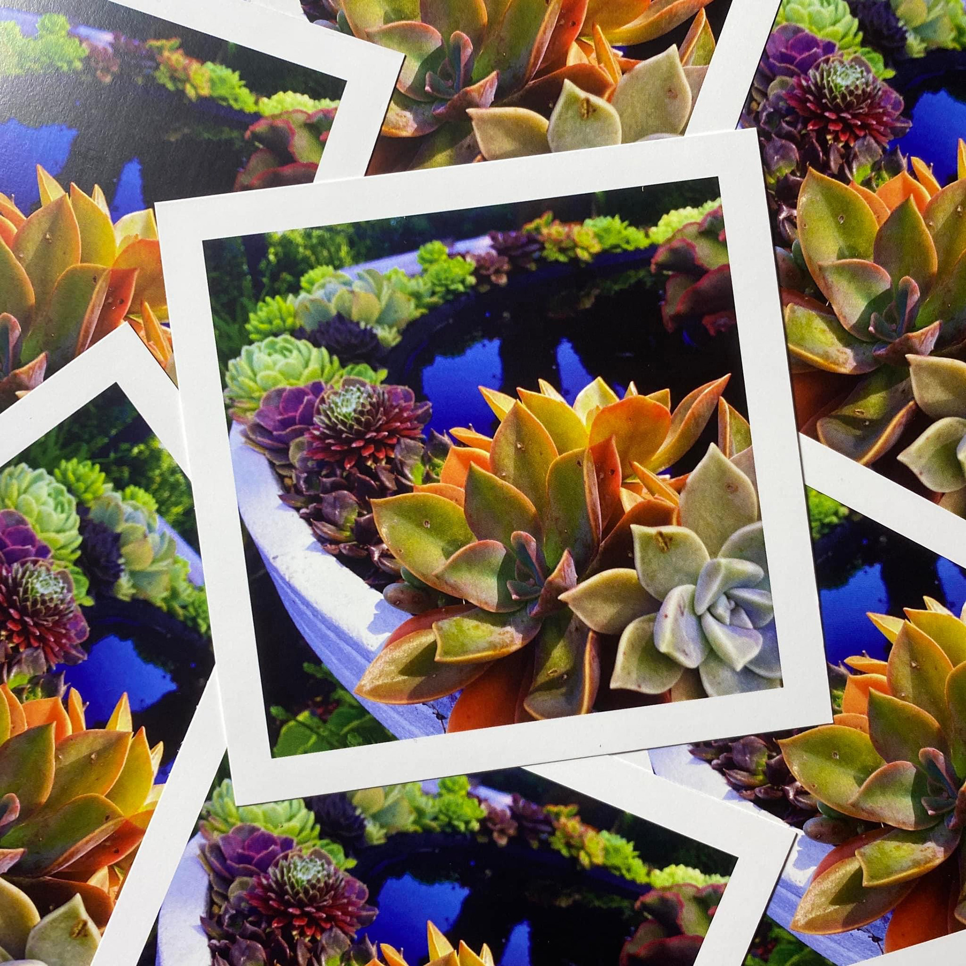 Succulent pool coaster inserts