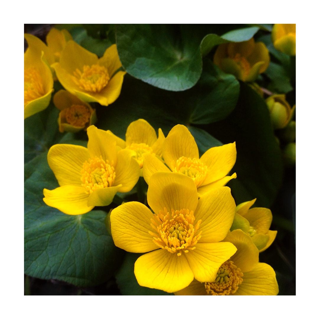 Marsh marigold Sauk Creek Nature Preserve, Port Washington, WI