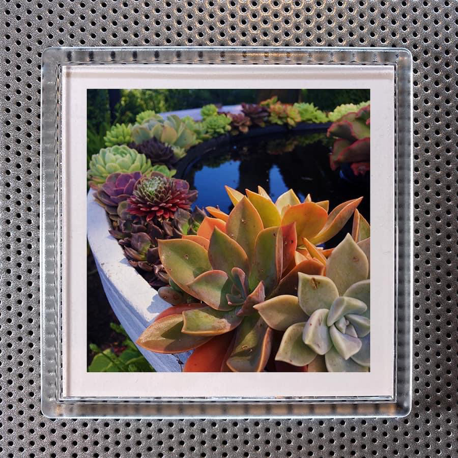 Succulent pool drink coaster/magnet