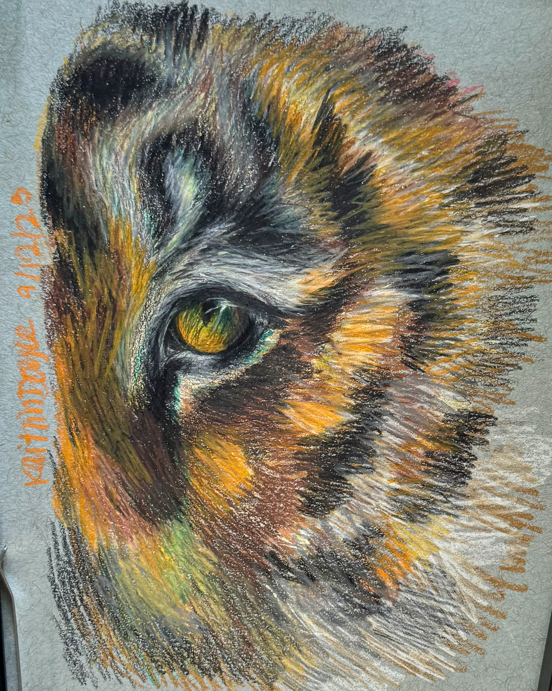 Tiger Eye Study | 5x8 Colored Pencil on Toned Blue Paper