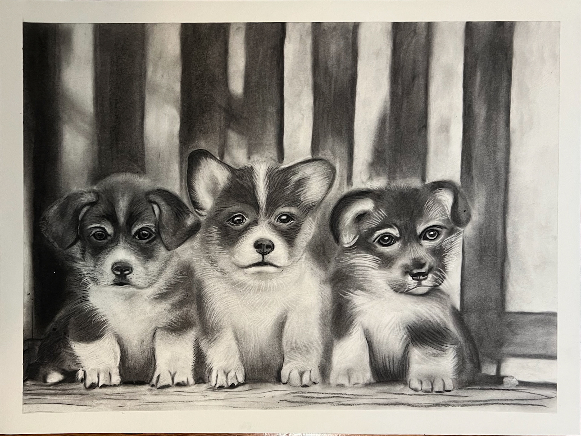 Puppies Study | Basic Drawing Final - Dec. 2024