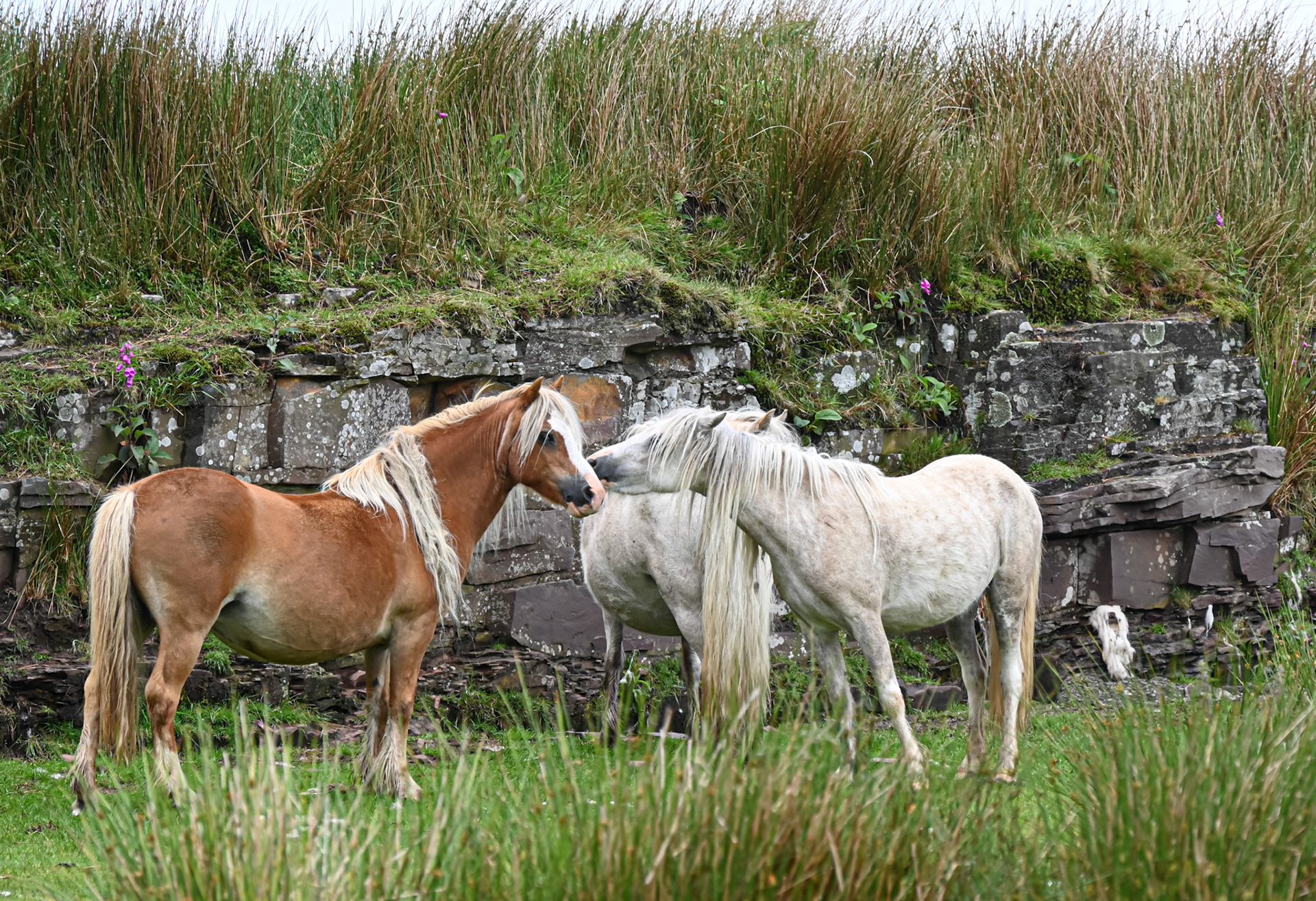 Kissing Ponys