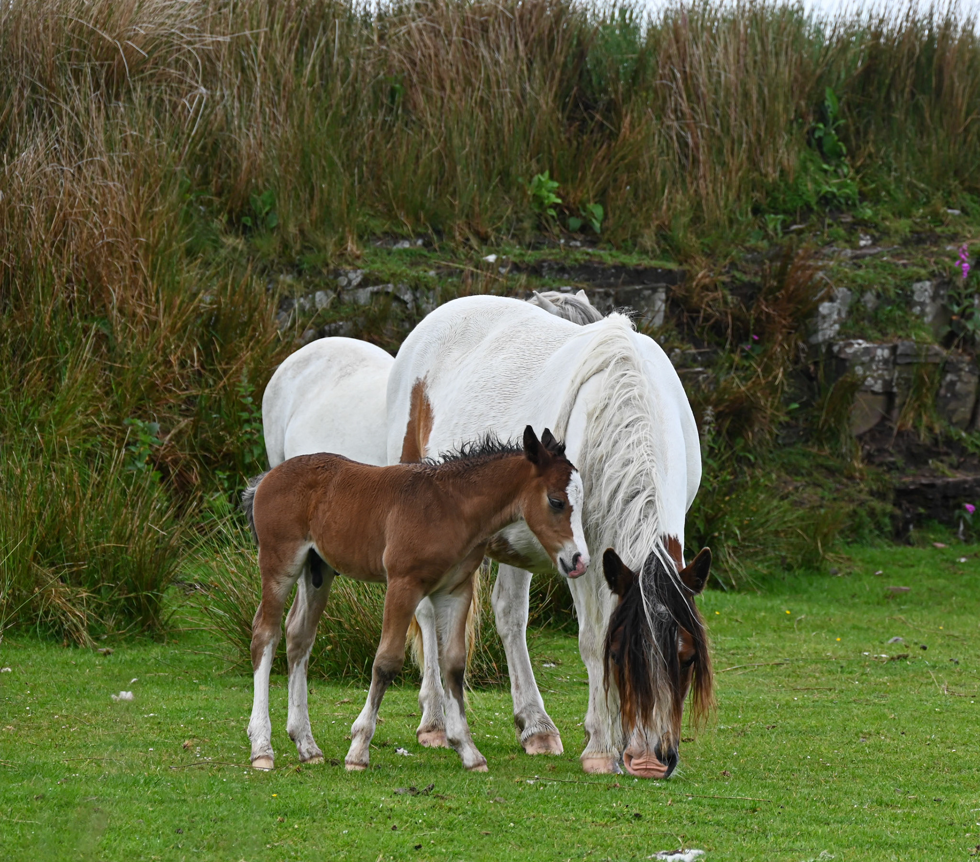 Mother and young