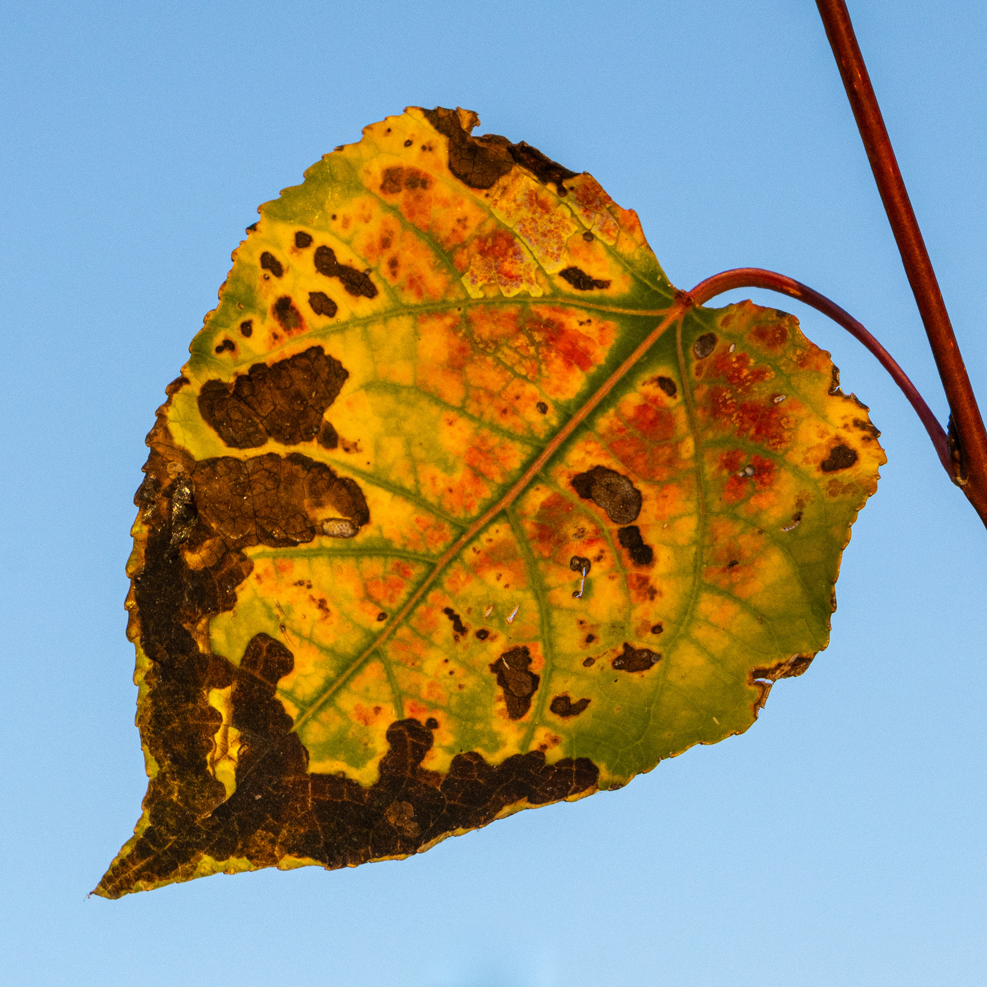 Close-up of a single autumn leaf with red and brown spots against a blue sky