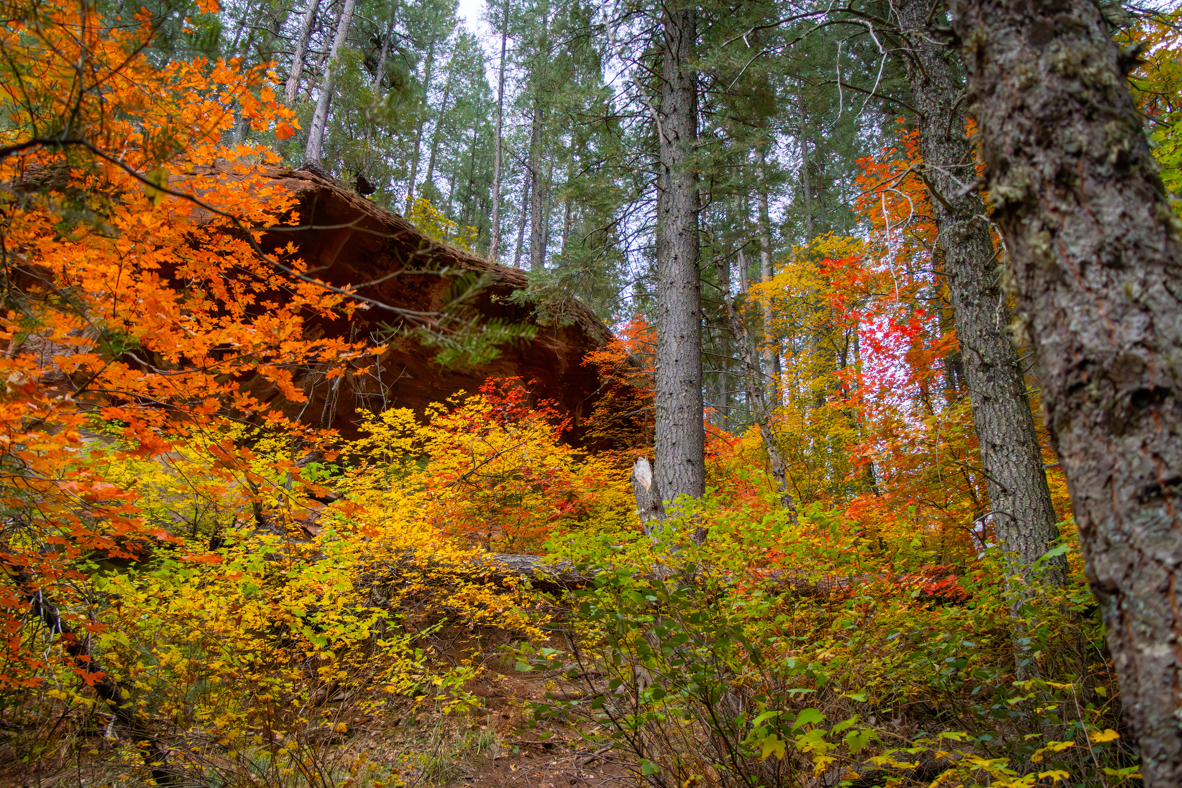 Forest trail with vibrant orange and green foliage