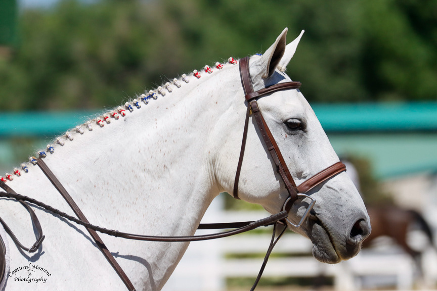 Close-up of a white horse's braided mane and bridle