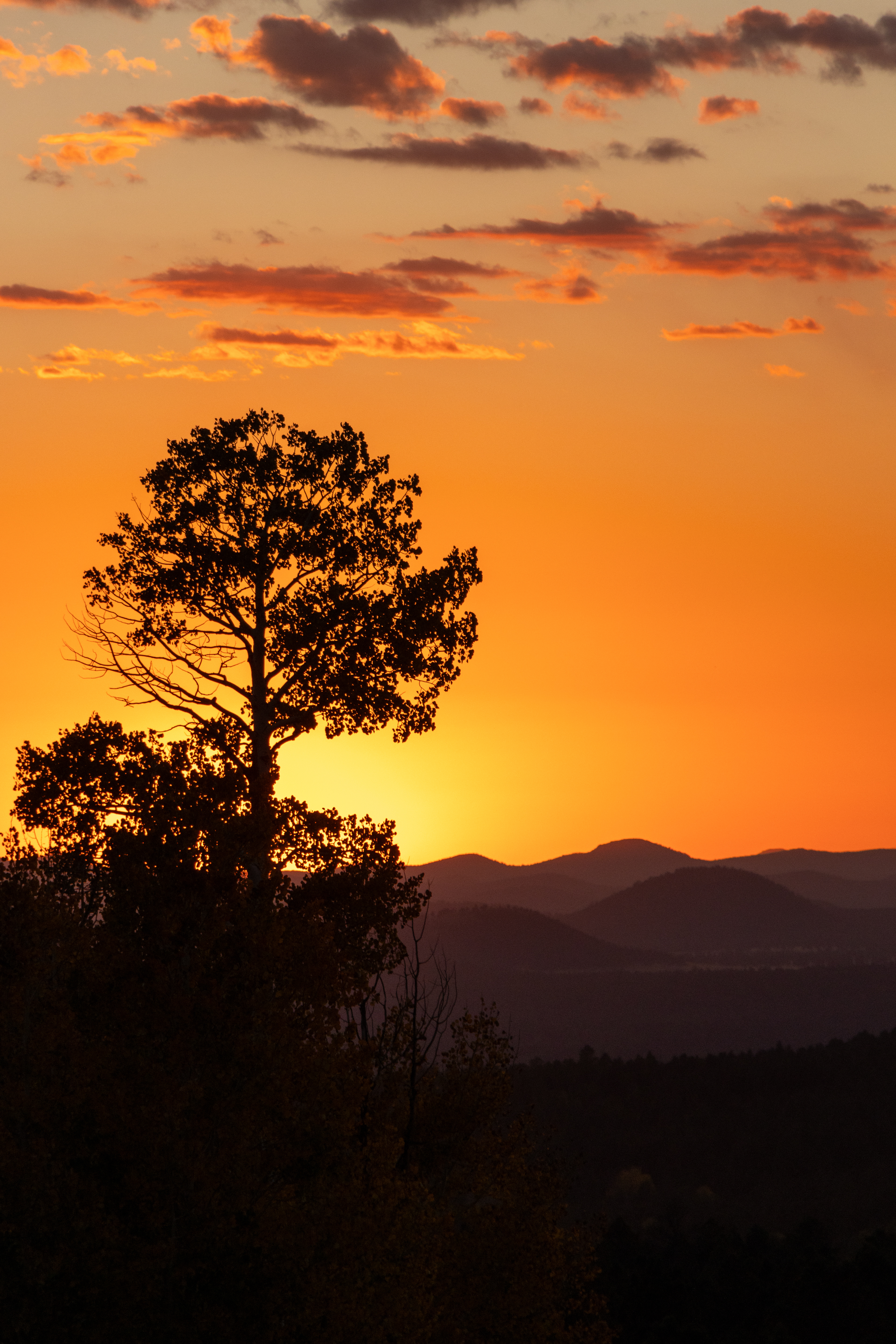Lone tree silhouetted against a vibrant orange sunset sky