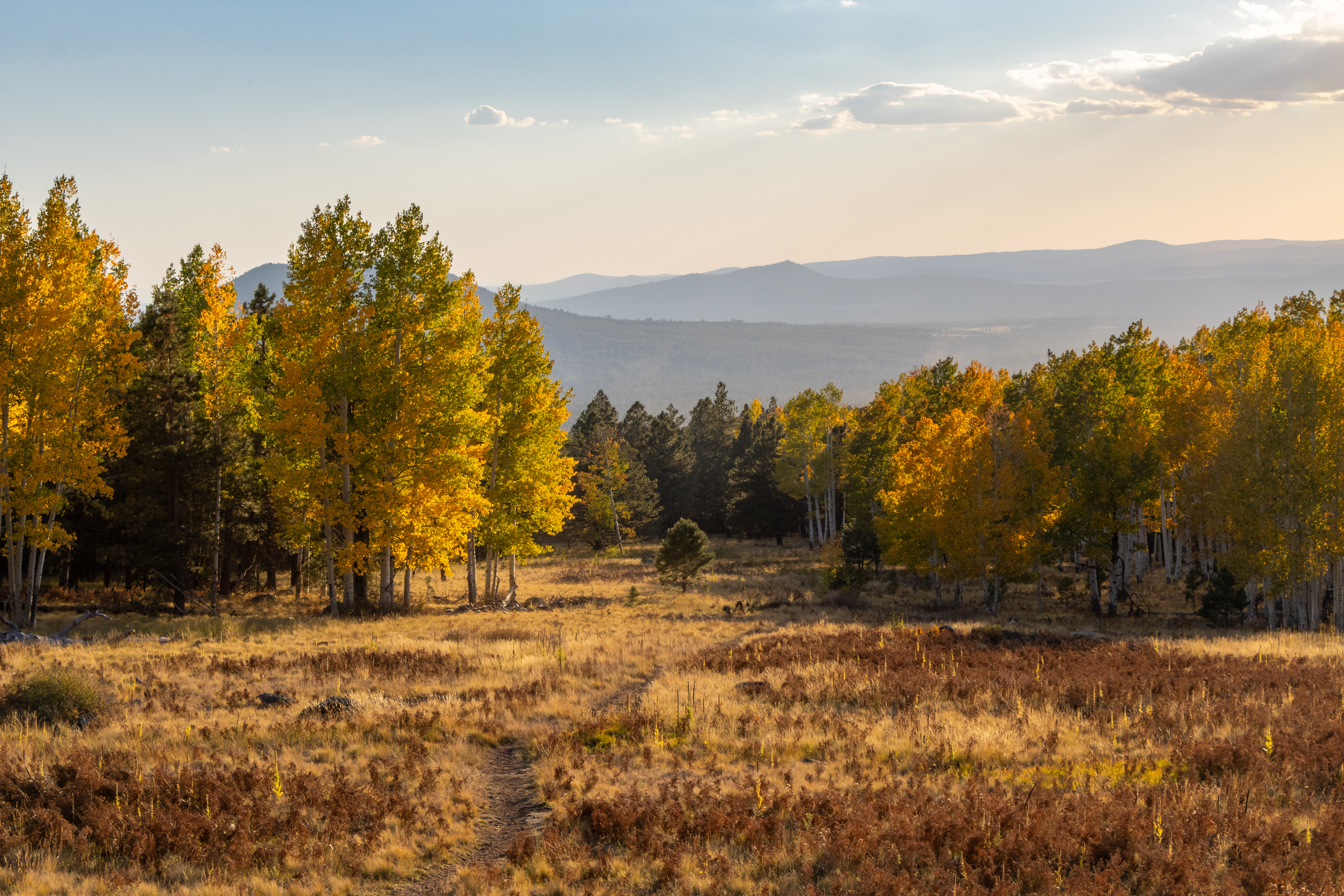 Autumn trees glowing in golden sunlight across a grassy clearing