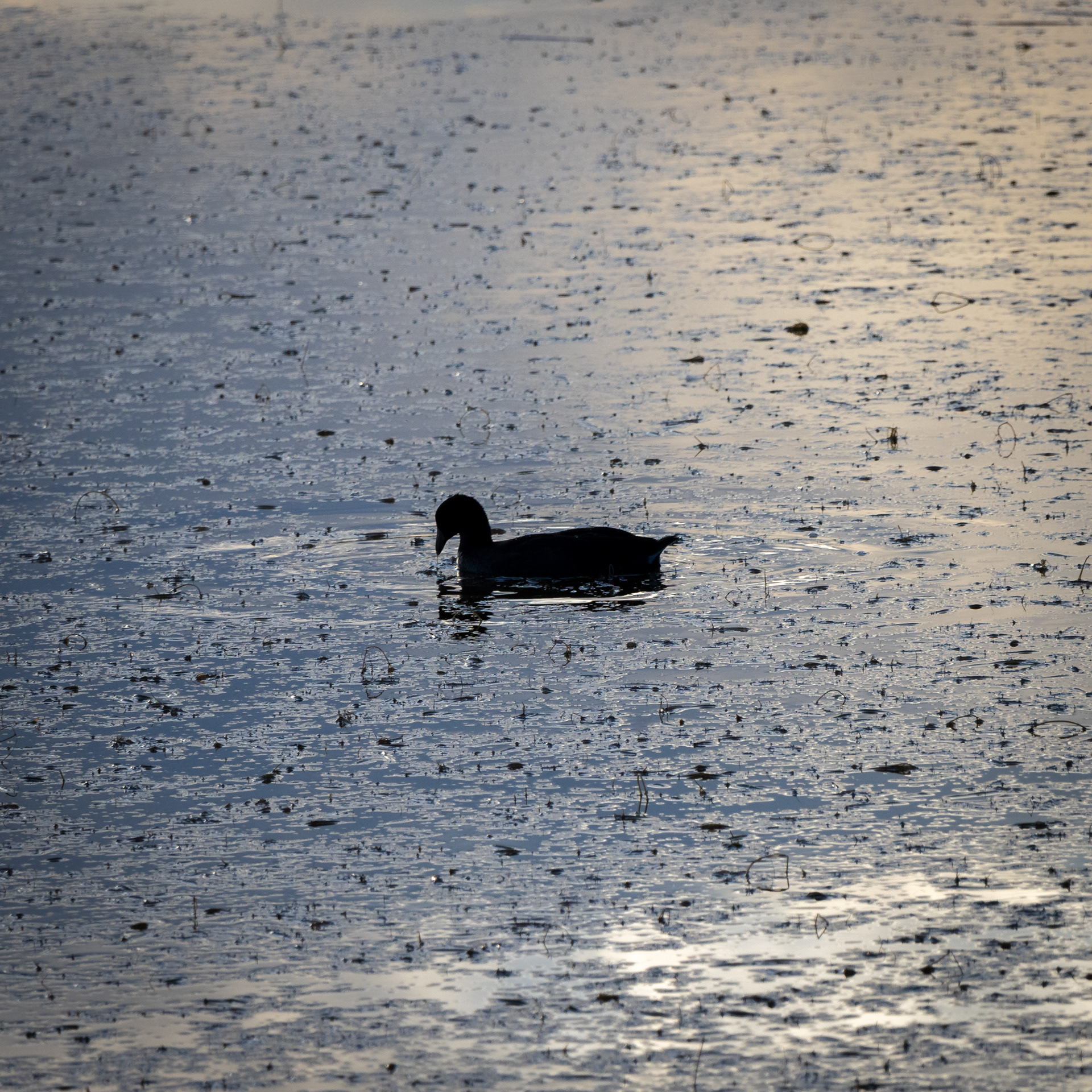 Silhouette of a duck floating on a sparkling lake at dusk