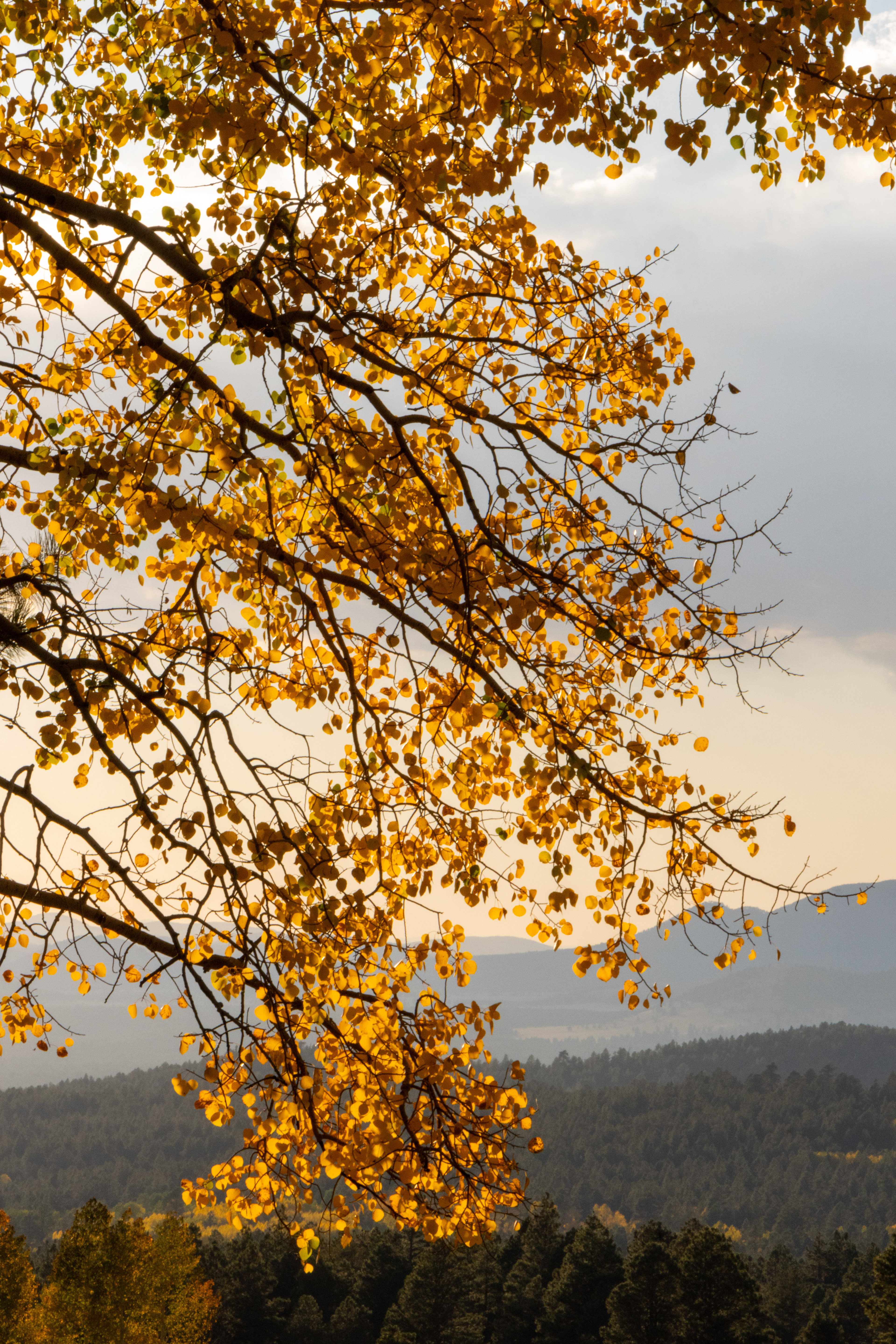 Branches of golden leaves catching the last light of day