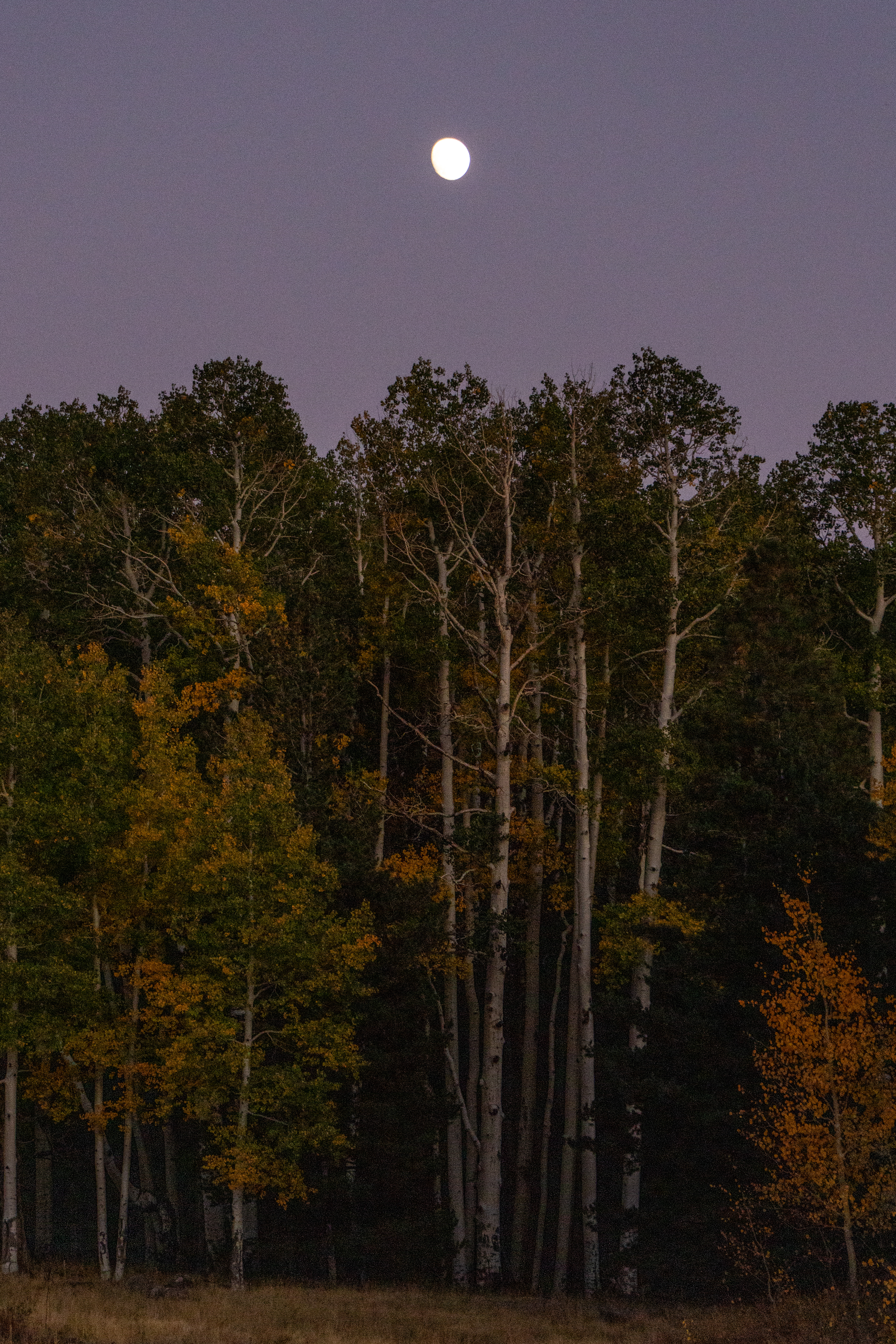 Full moon rising over a grove of autumn trees at twilight