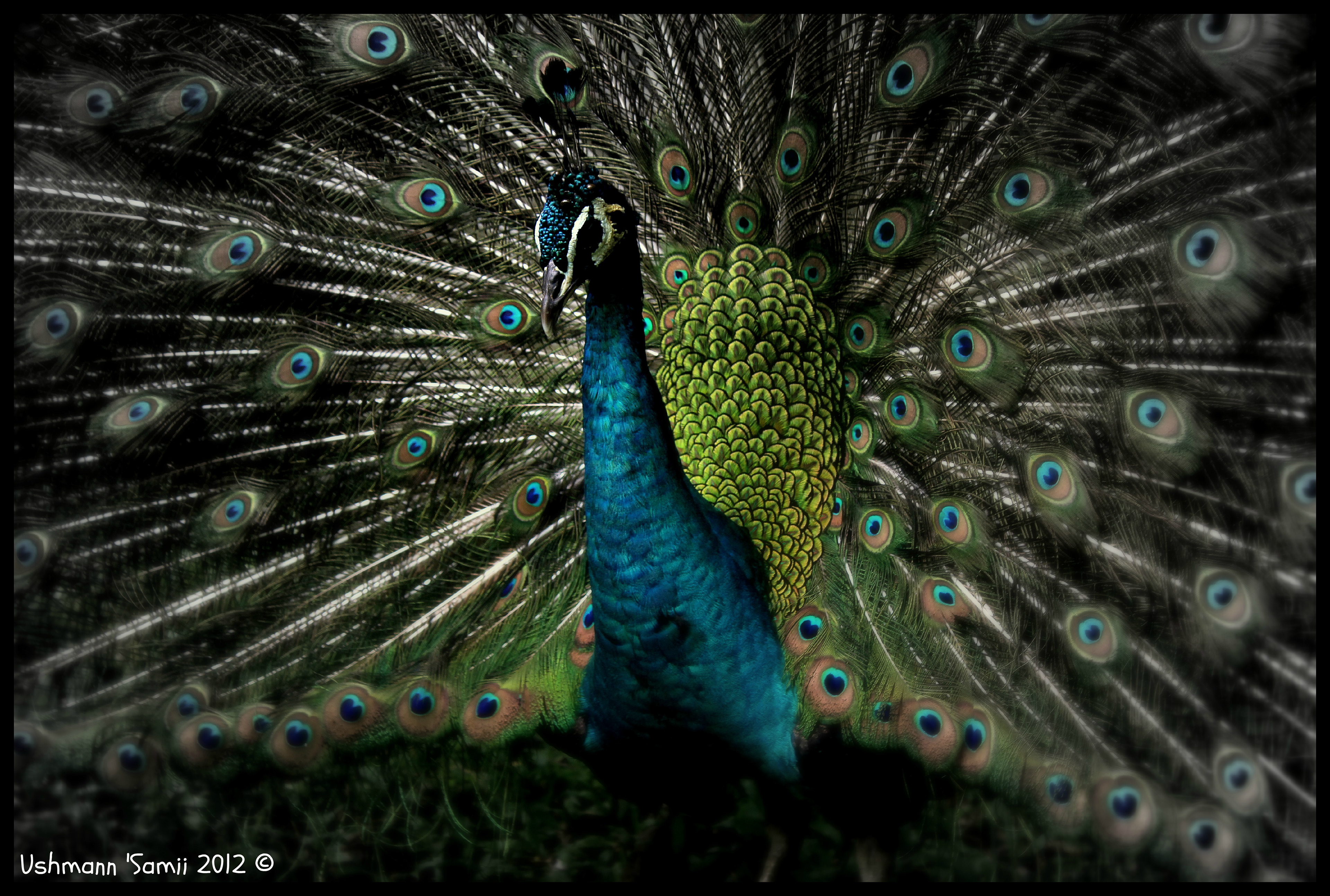 Peacock