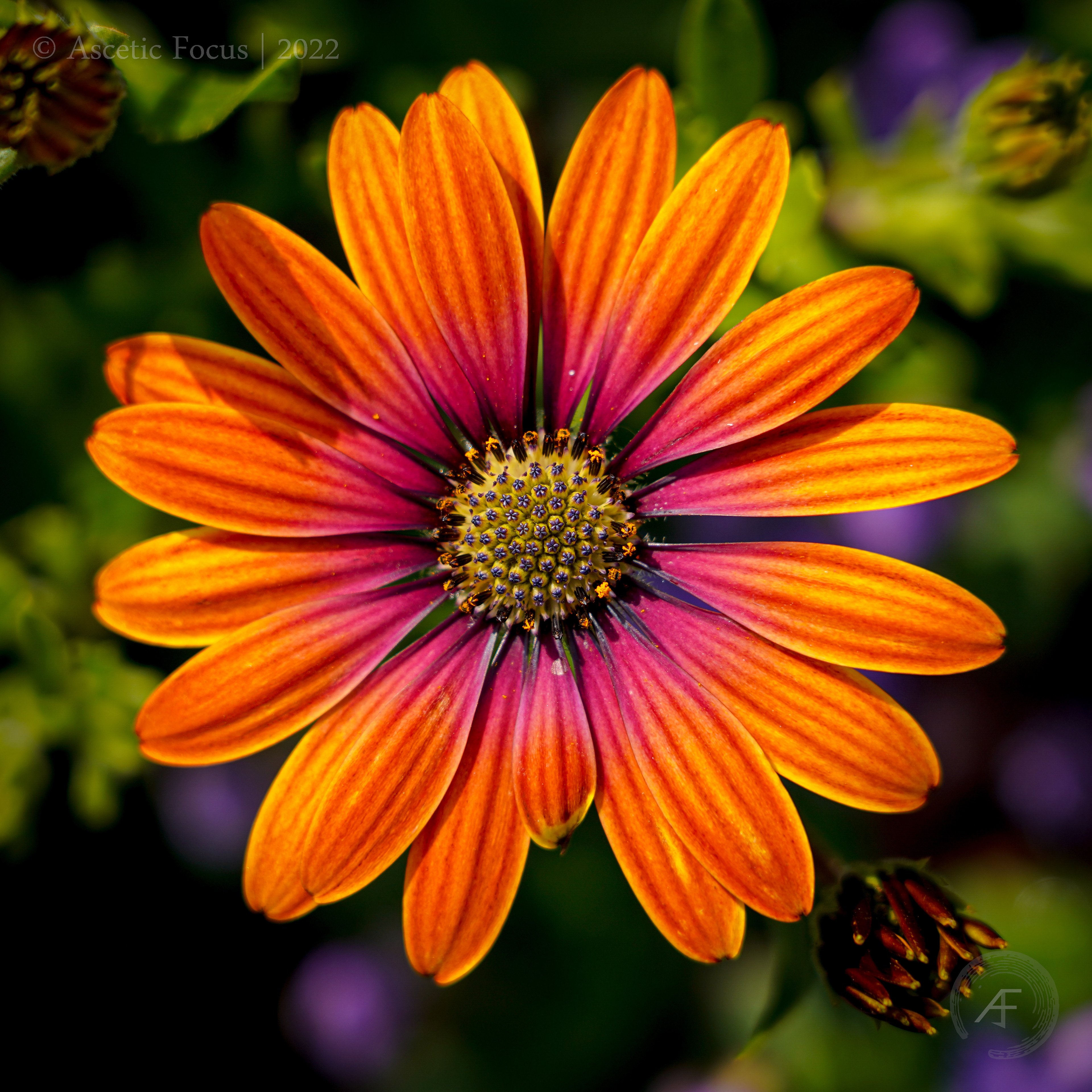 Pink And Orange