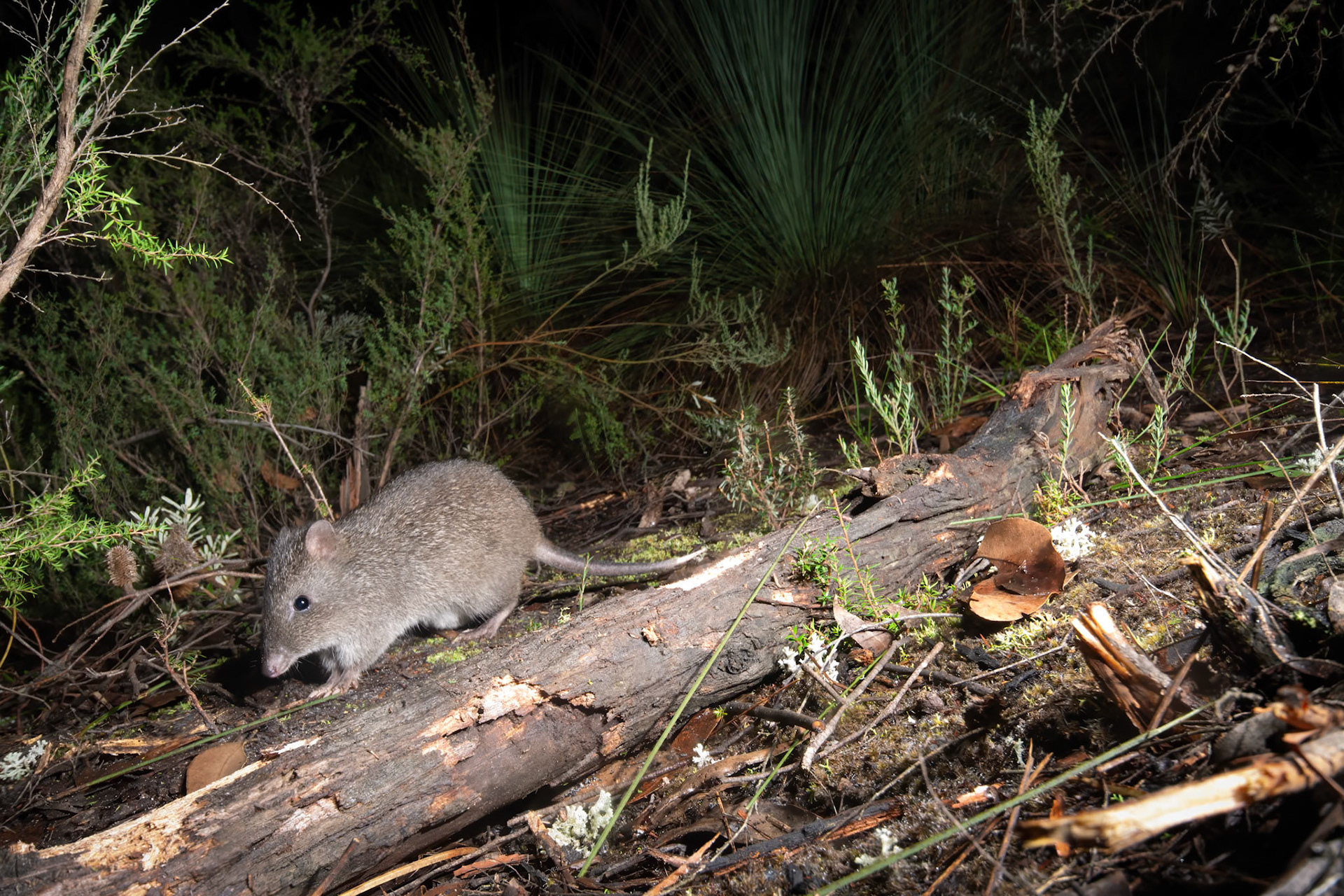 Long-nosed Potoroo