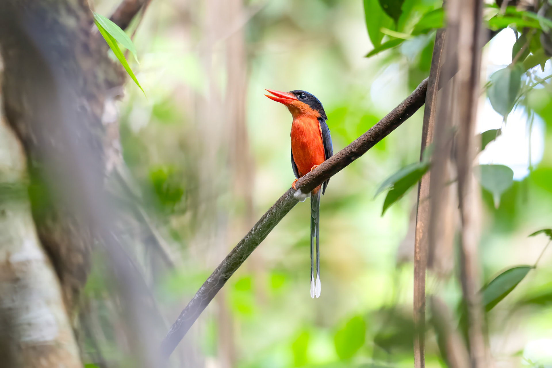 Red-breasted Paradise-Kingfisher