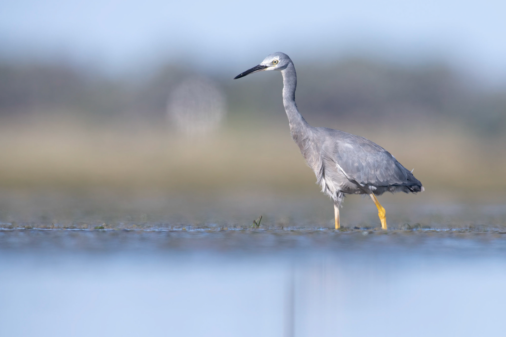 White-eyed Heron