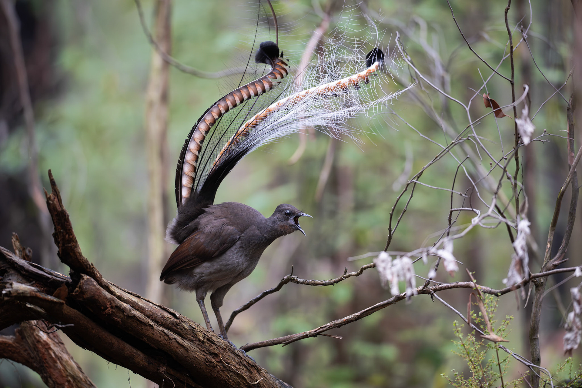 Supurb Lyrebird