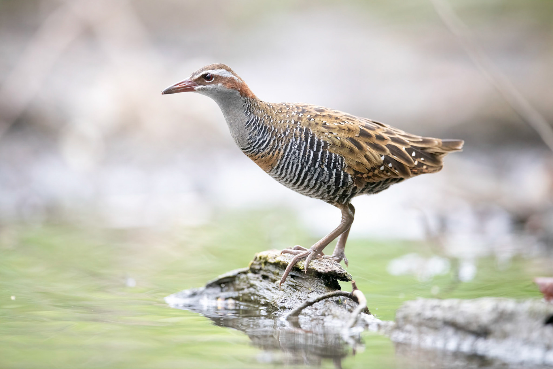 Buff-banded Rail