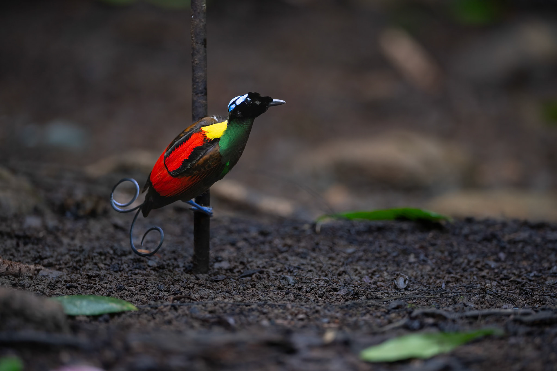 Wilson's Bird-of-paradise