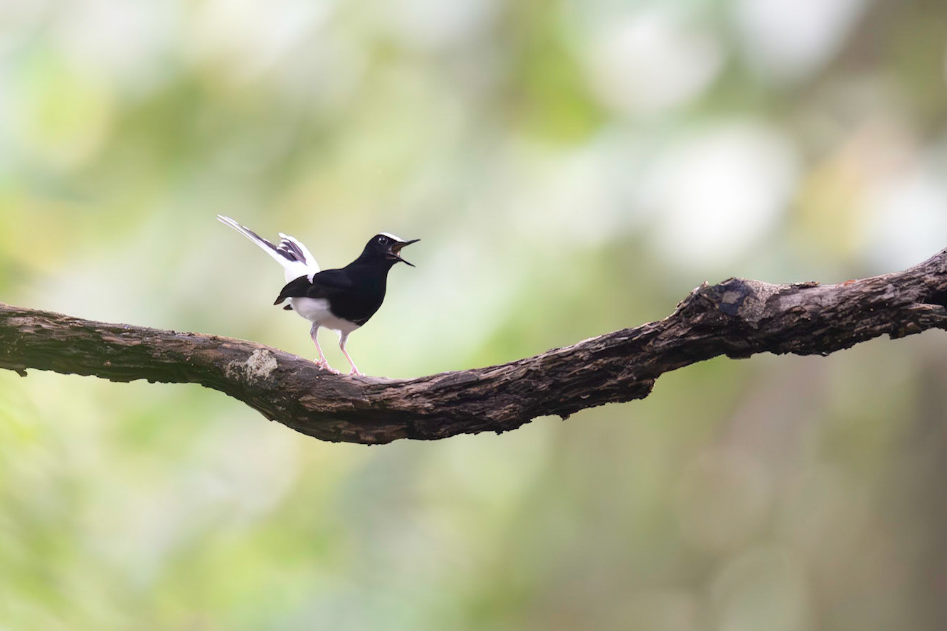 White-crowned Forktail