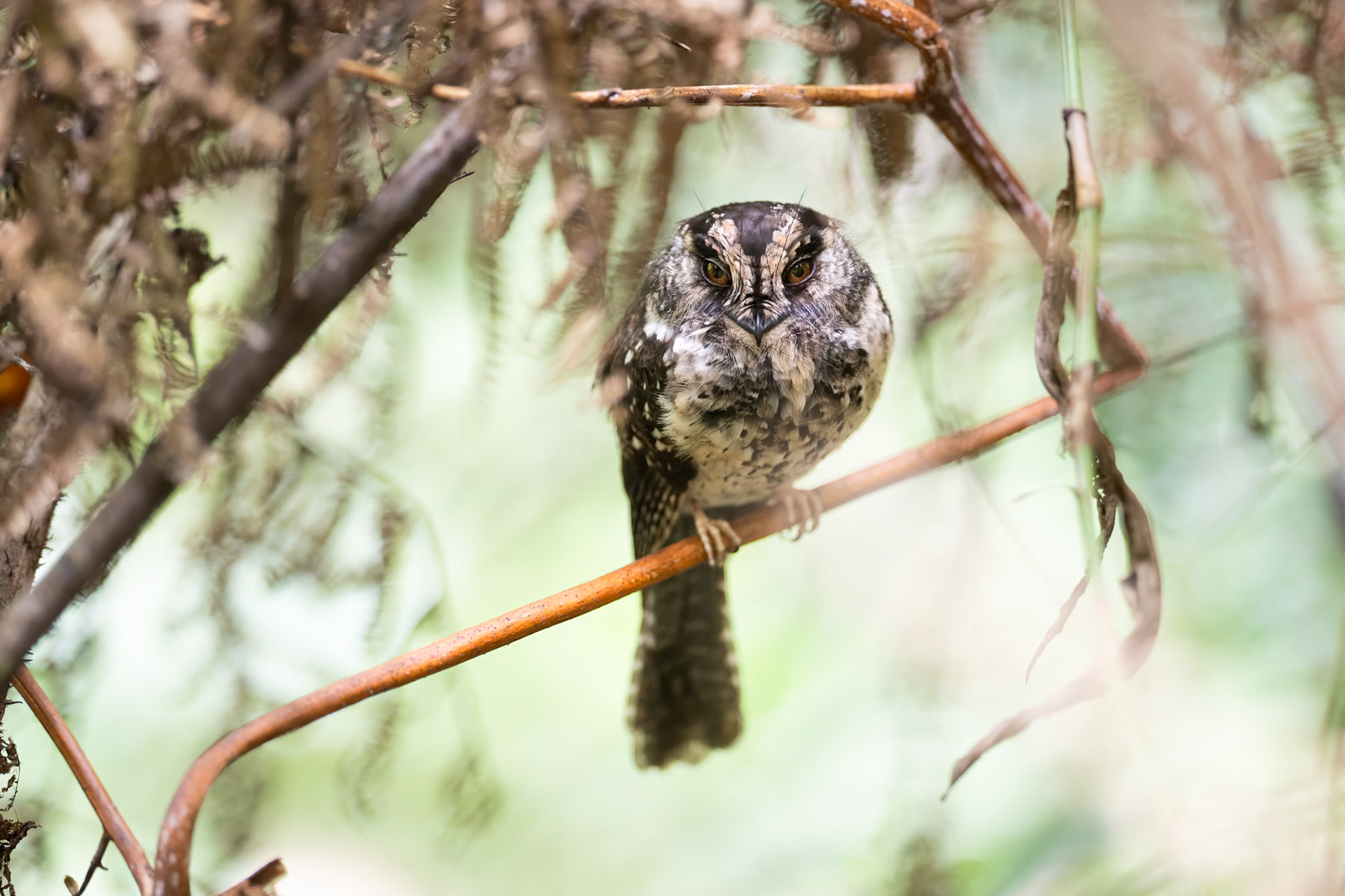 Mountain Owlet-nightjar