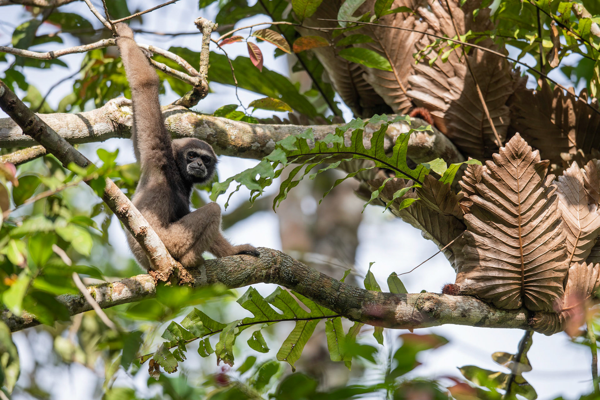 North Borneo Gibbon