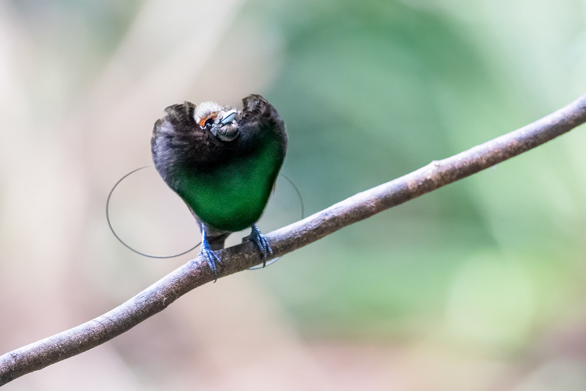 Magnificent Bird-of-paradise