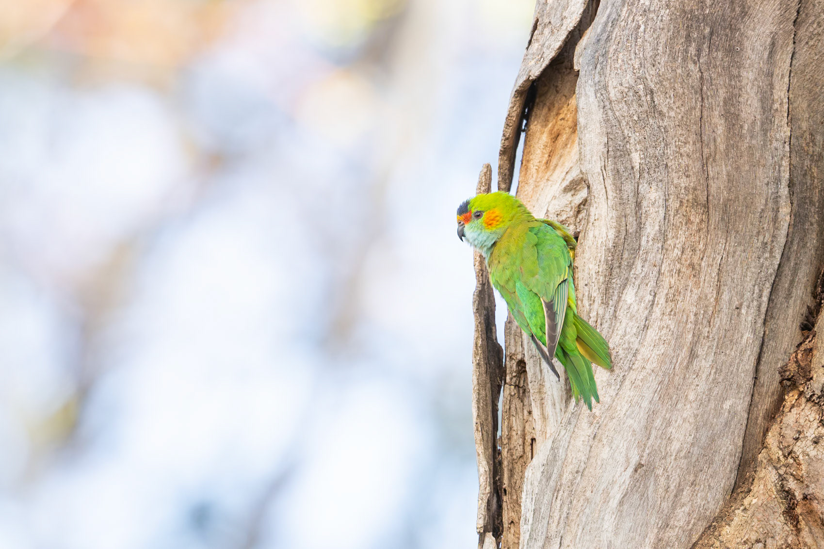 Purple-crowned Lorikeet