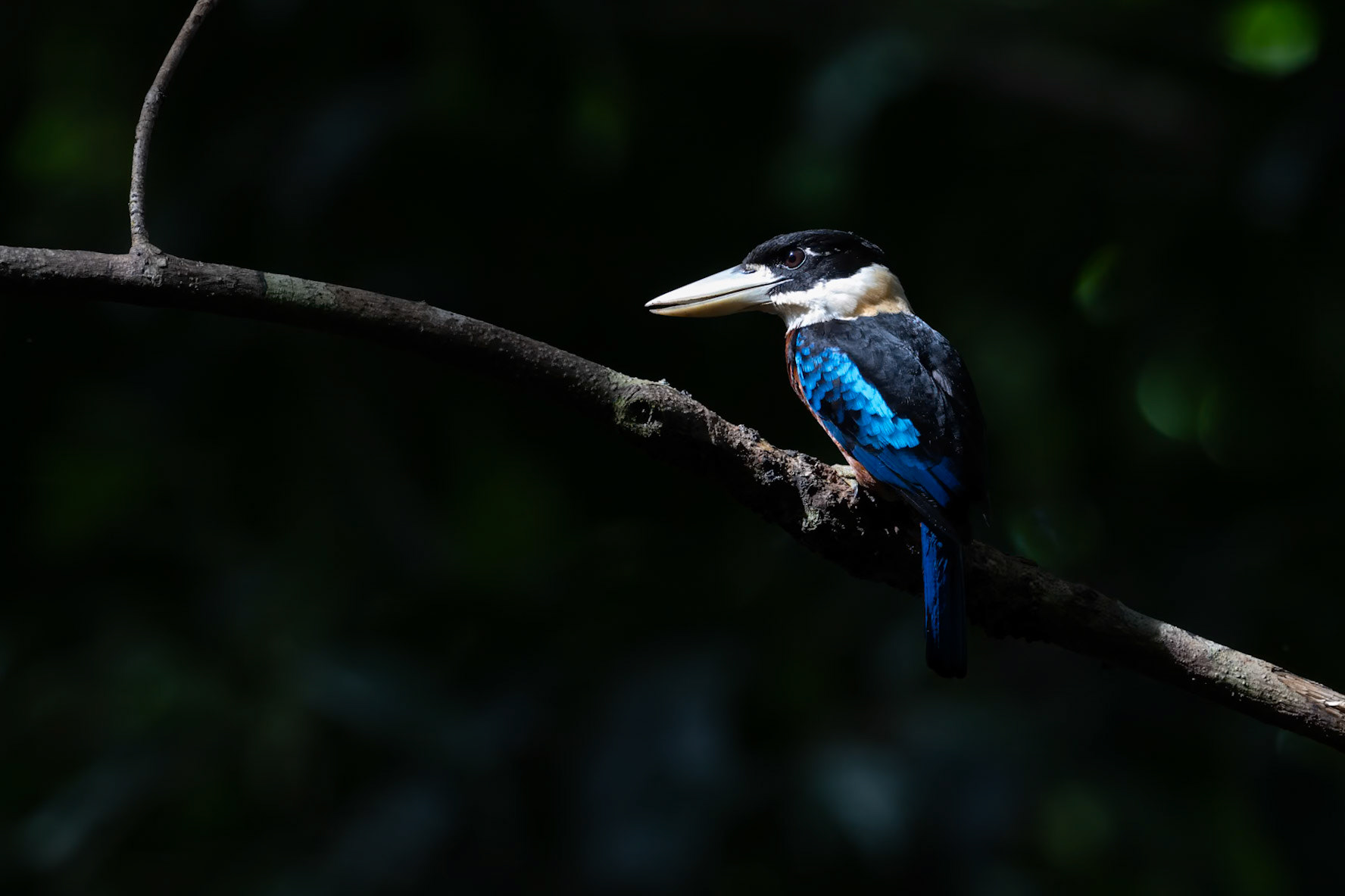Rufous-bellied Kookaburra