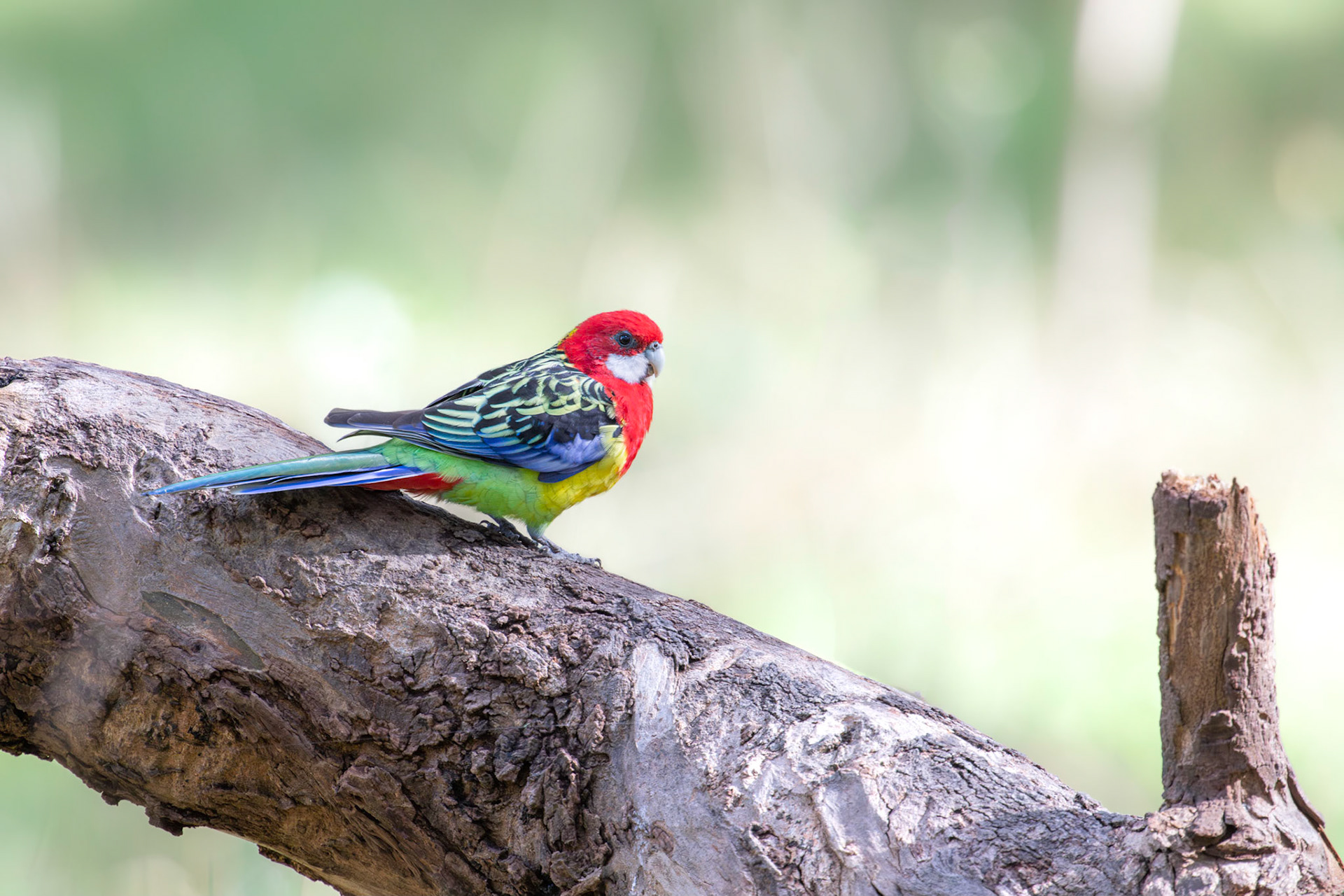 Eastern Rosella