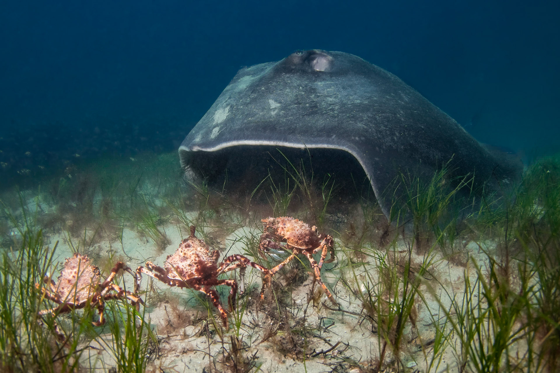 A smooth ray feeding on spider crabs during the annual spider crab migration in Port Philip Bay, Victoria
