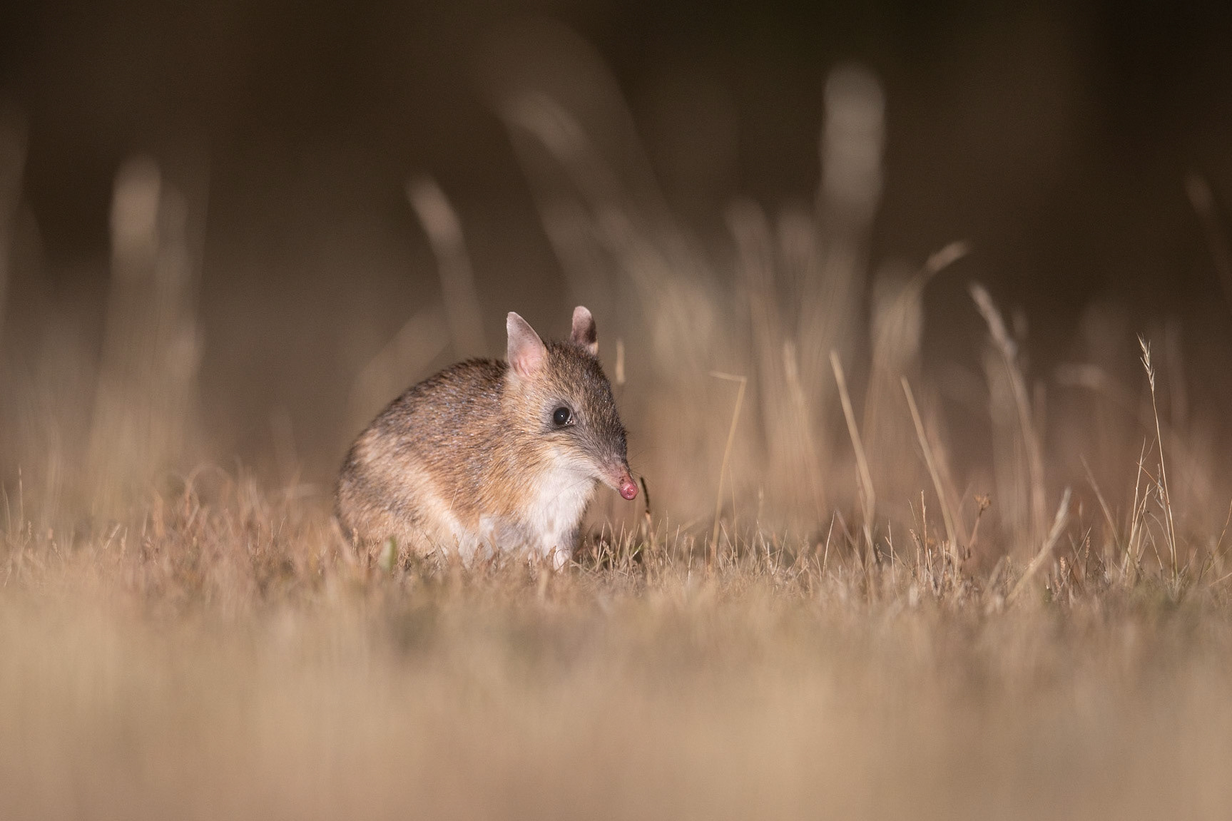 Eastern Barred Bandicoot