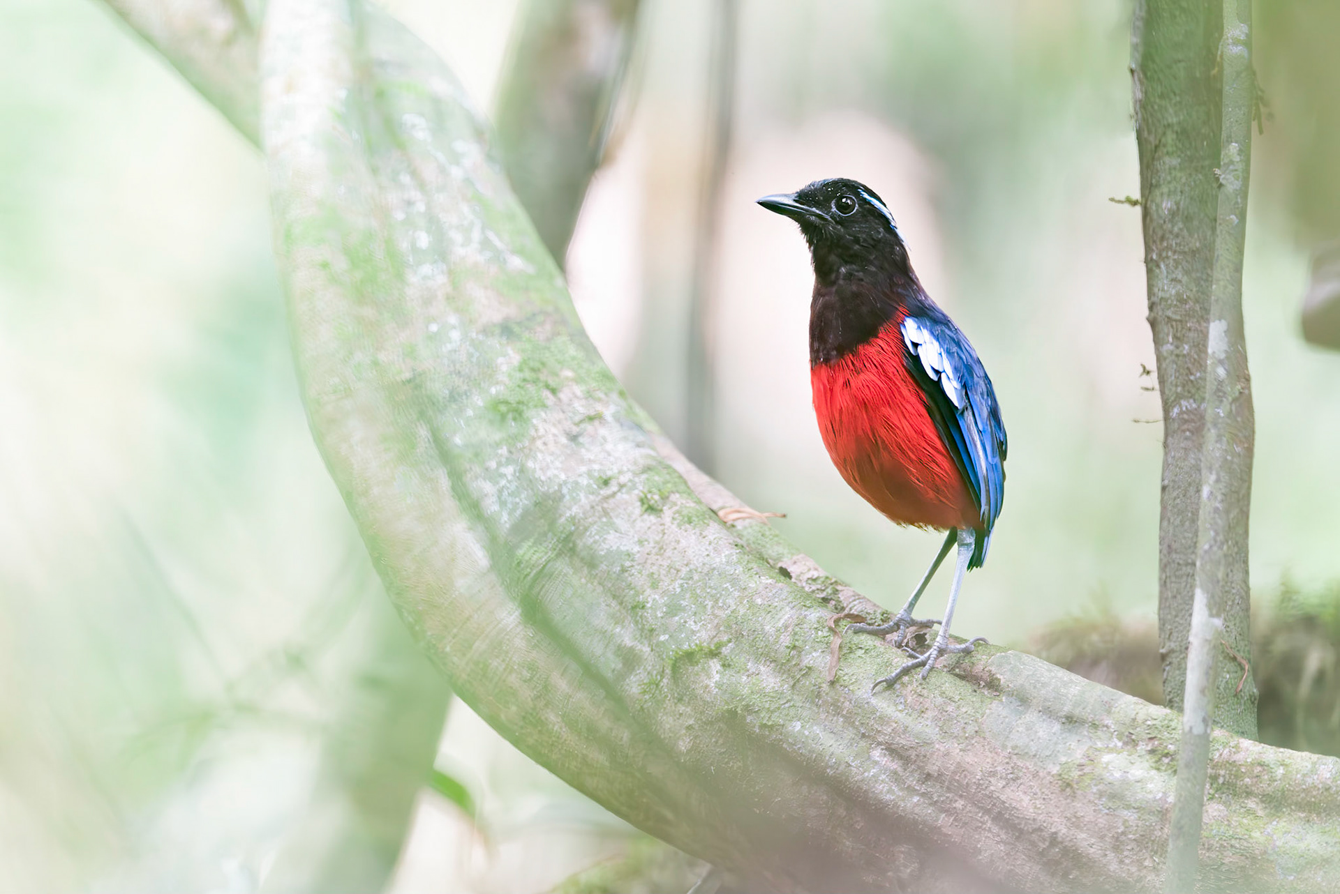 Black-crowned Pitta