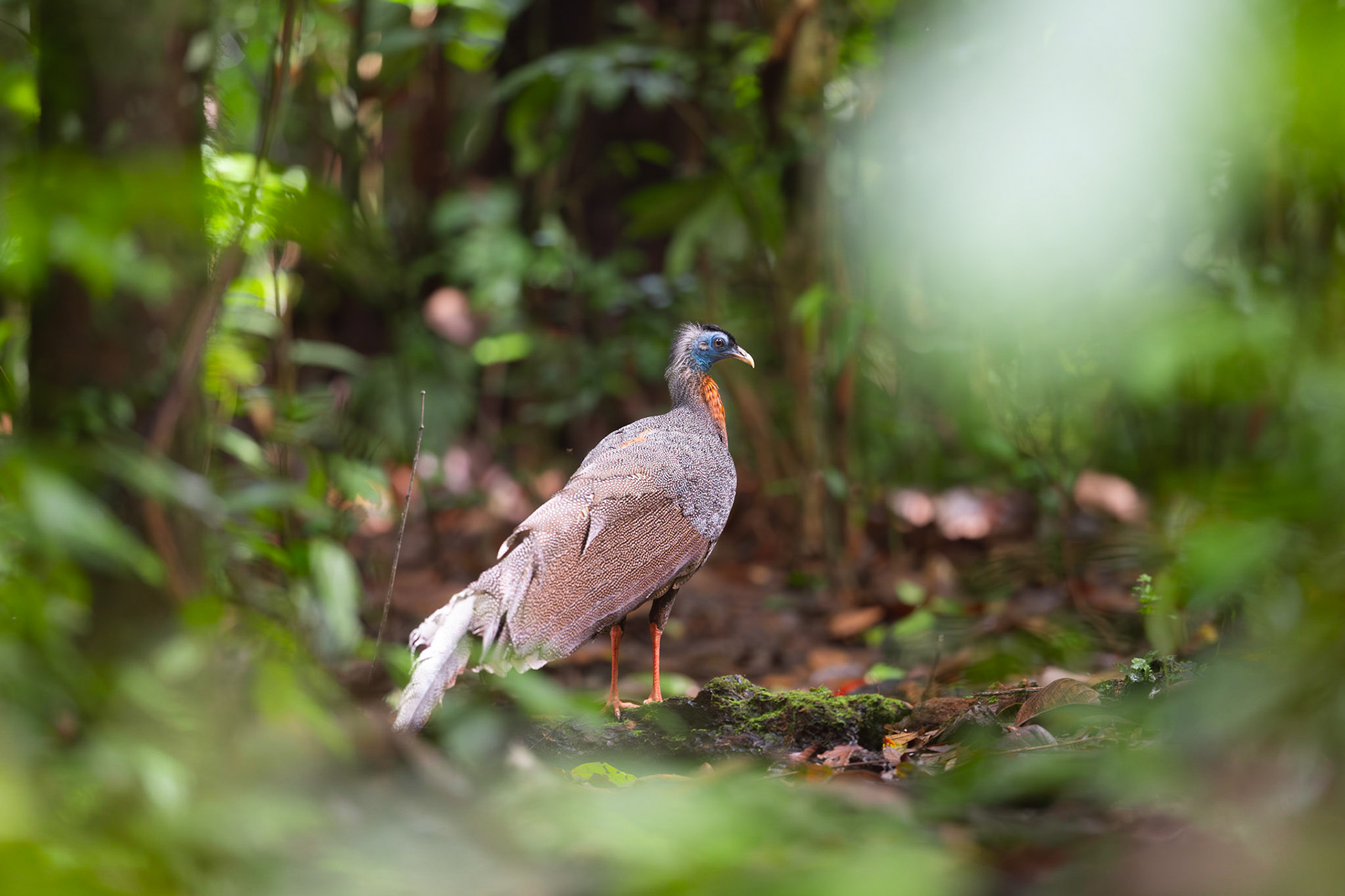 Great Argus amongst lush primary rainforest