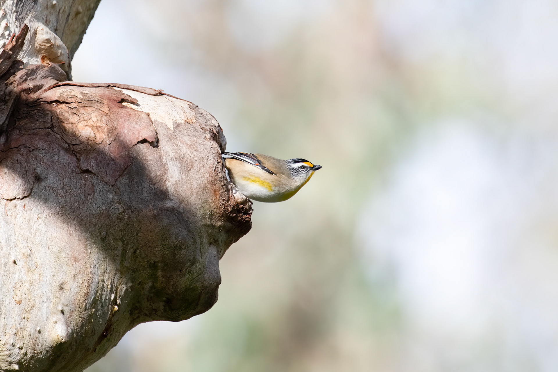 Striated Pardalotte
