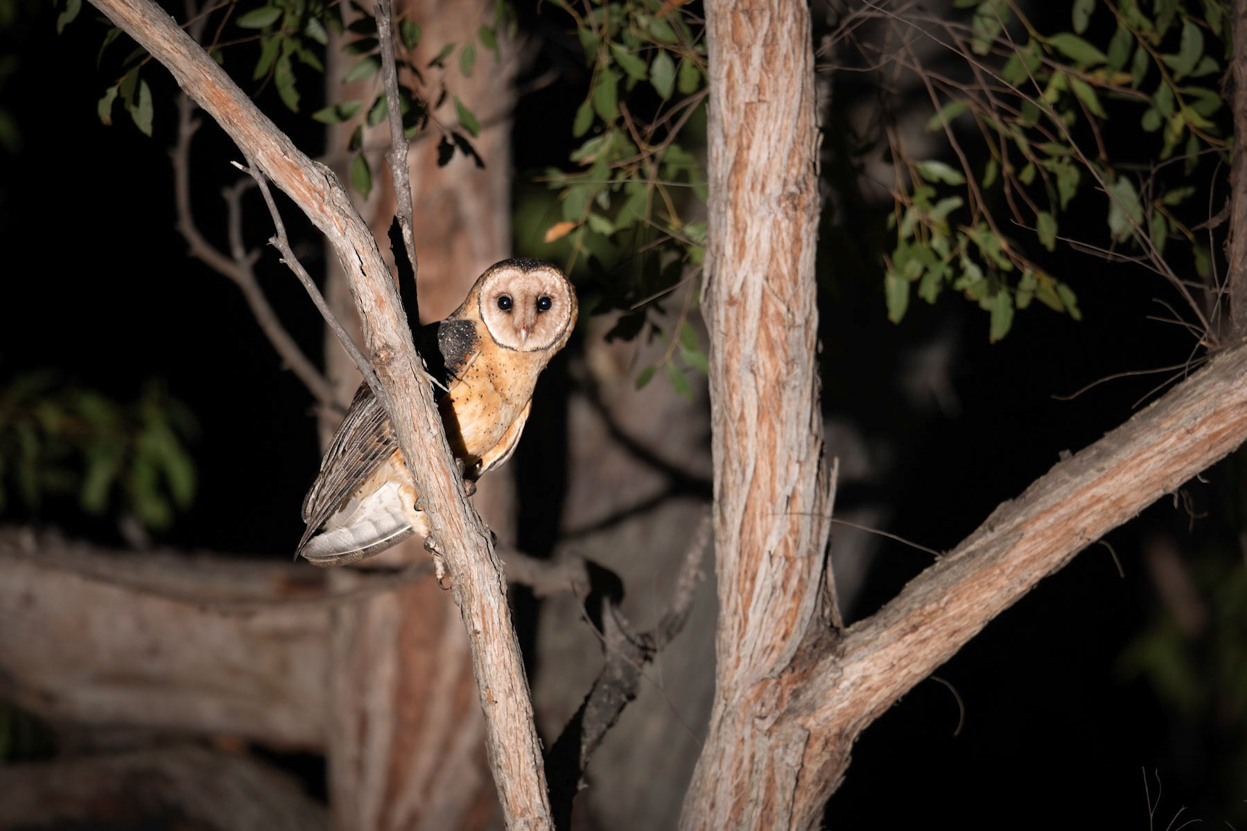 Australian Masked Owl